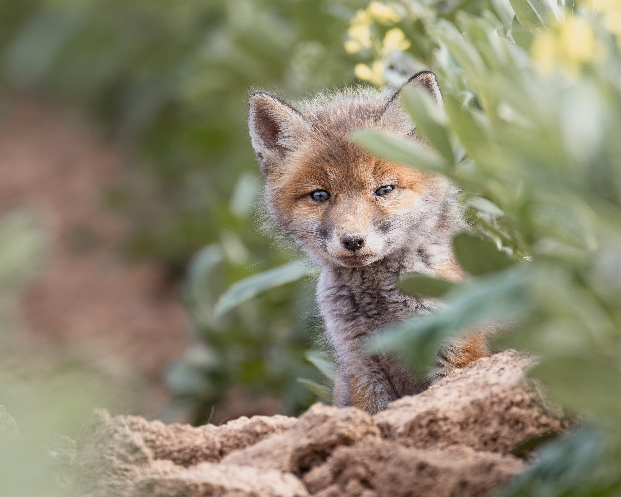 Junger Fuchs sitzt neugierig im Gras und blickt in die Kamera – Wildlife-Fotografie in Göttingen