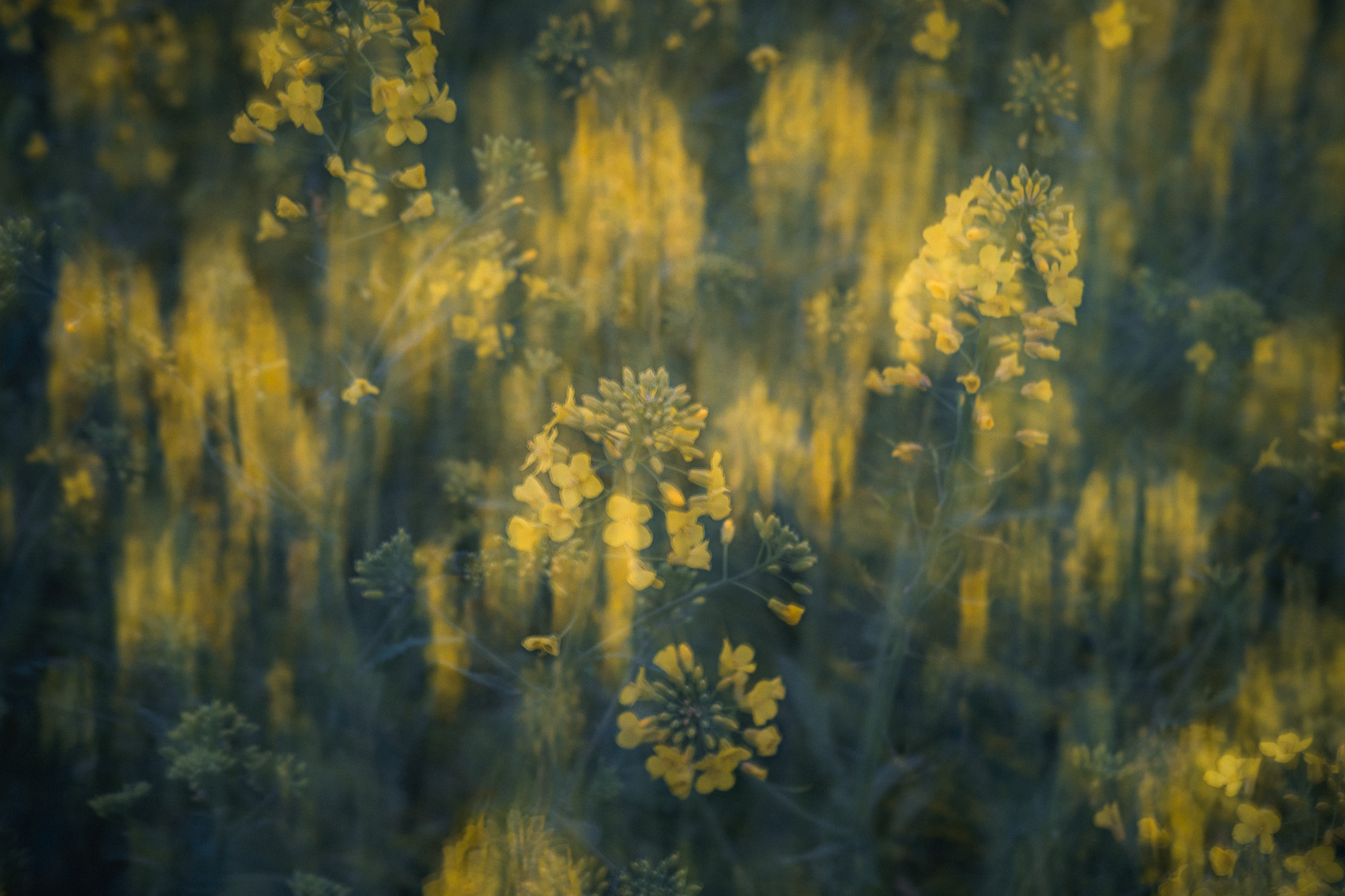 Gelbe Blüten im warmen Abendlicht in einem Rapsfeld – stimmungsvolle Naturaufnahme im Frühling.