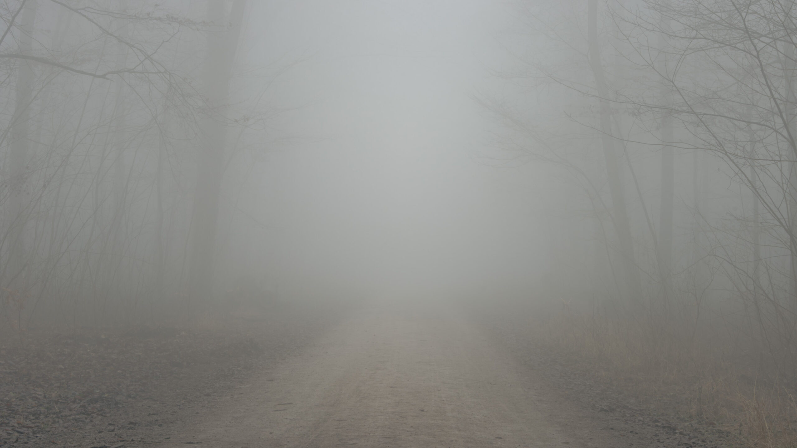 Mystischer nebeliger Weg durch den Winterwald