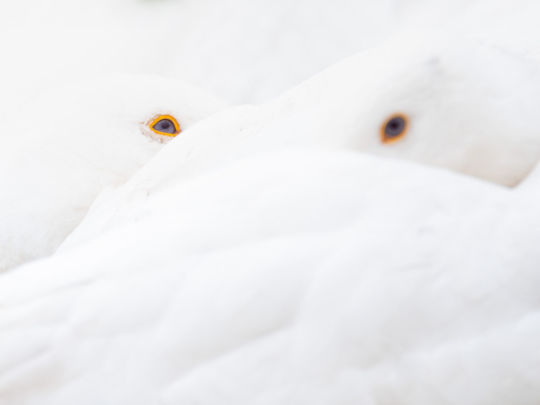 Nahaufnahme weißer Vögel mit orangen Augen – reduziertes Wintermotiv