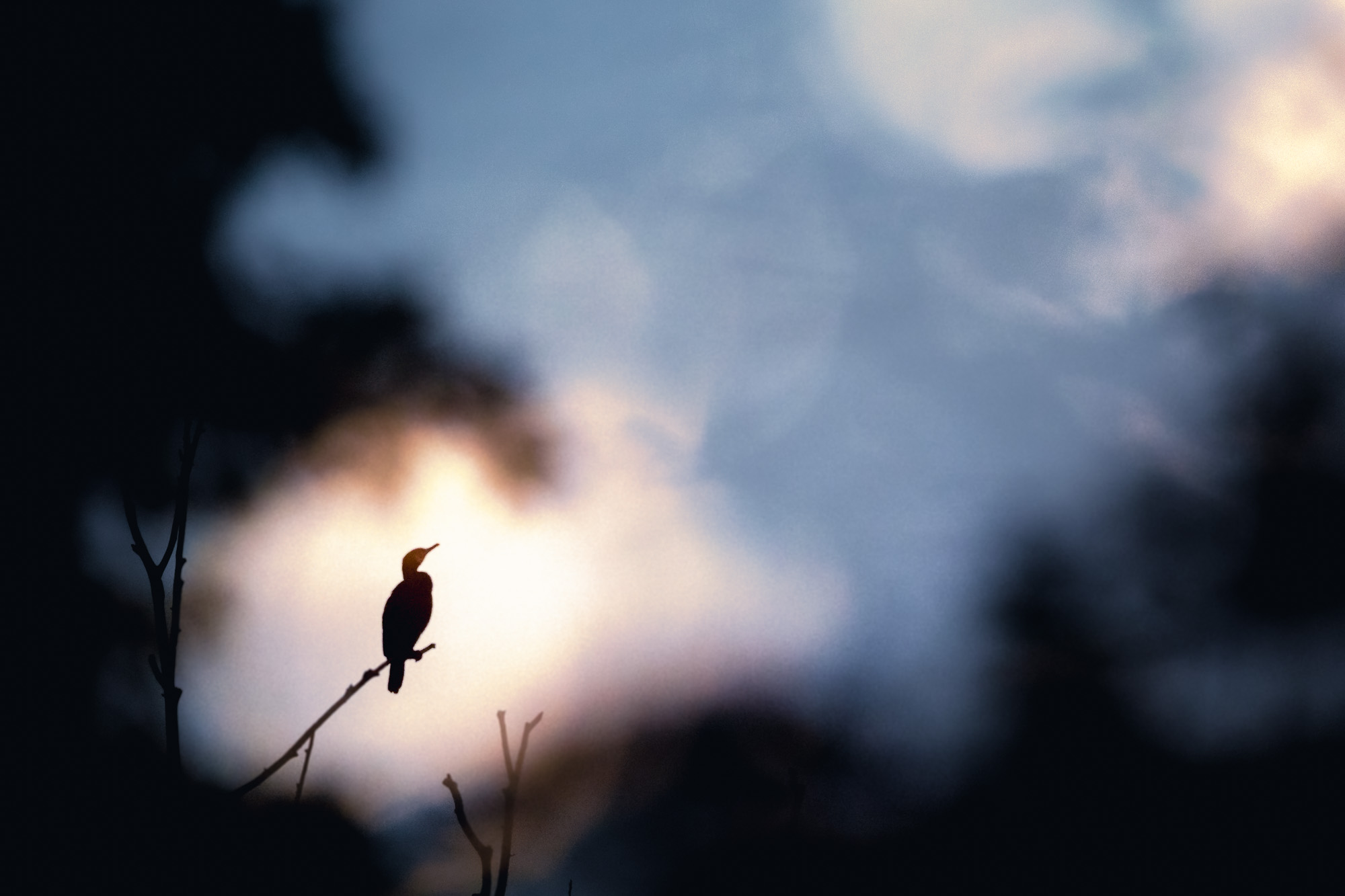 Kormoran im letzten Abendlicht sitzt auf einem Ast
