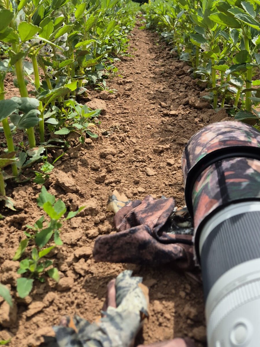 Teleobjektiv liegt bodennah zwischen Pflanzenreihen für Wildlife-Fotografie.