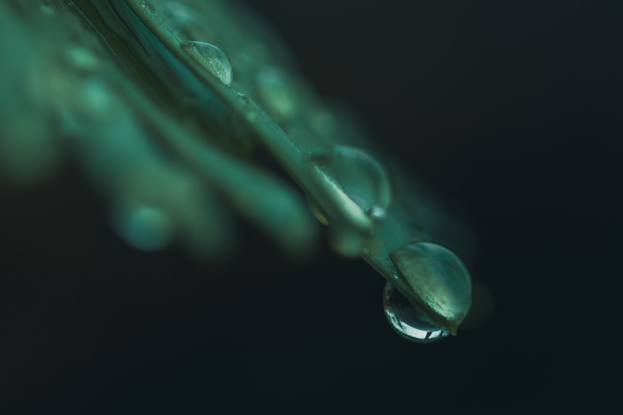 Makroaufnahme von Wassertropfen an einem grünen Pflanzenstängel – feine Details in natürlichem Licht.