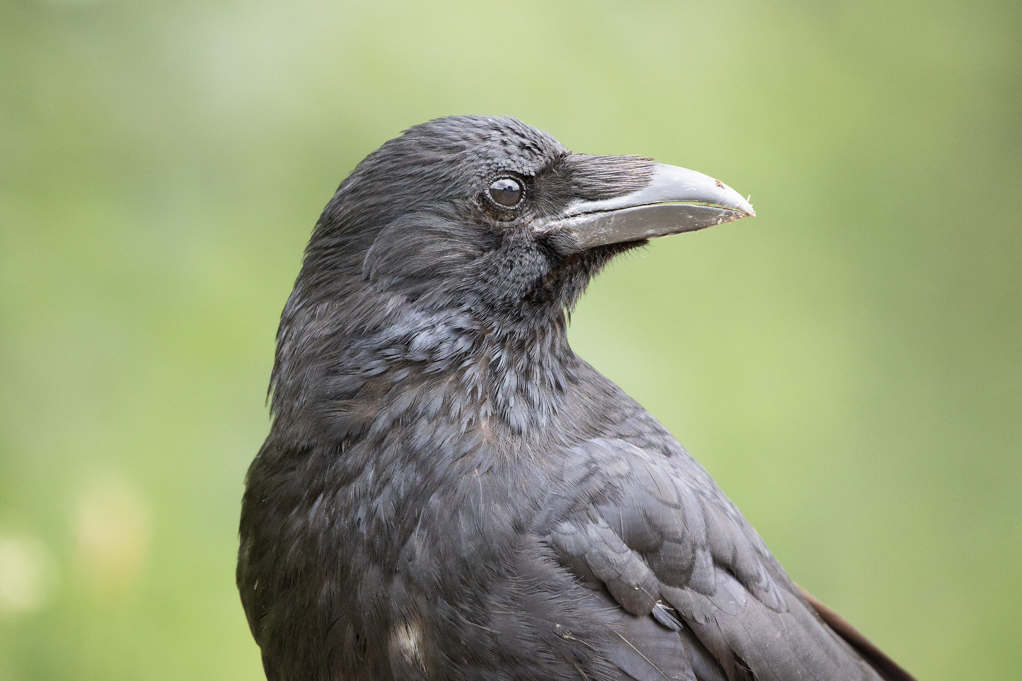 Rabenkrähe sitzt auf einem Felsen und schaut zur Seite – charakterstarke Vogelaufnahme in natürlicher Umgebung.