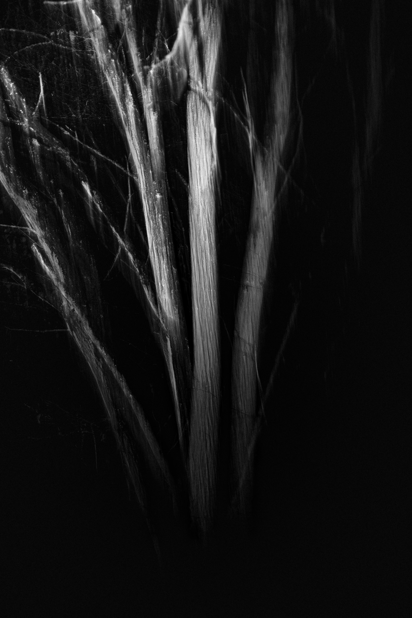 Wandbild mit Naturfotografie von Nicolette Wollentin – Fine Art Druck in schwarz/weiß