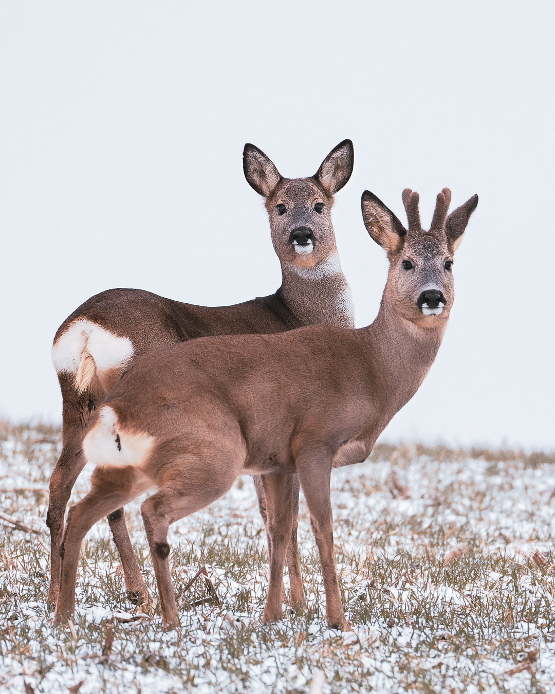 Zwei Rehe stehen im Winter auf einer schneebedeckten Wiese