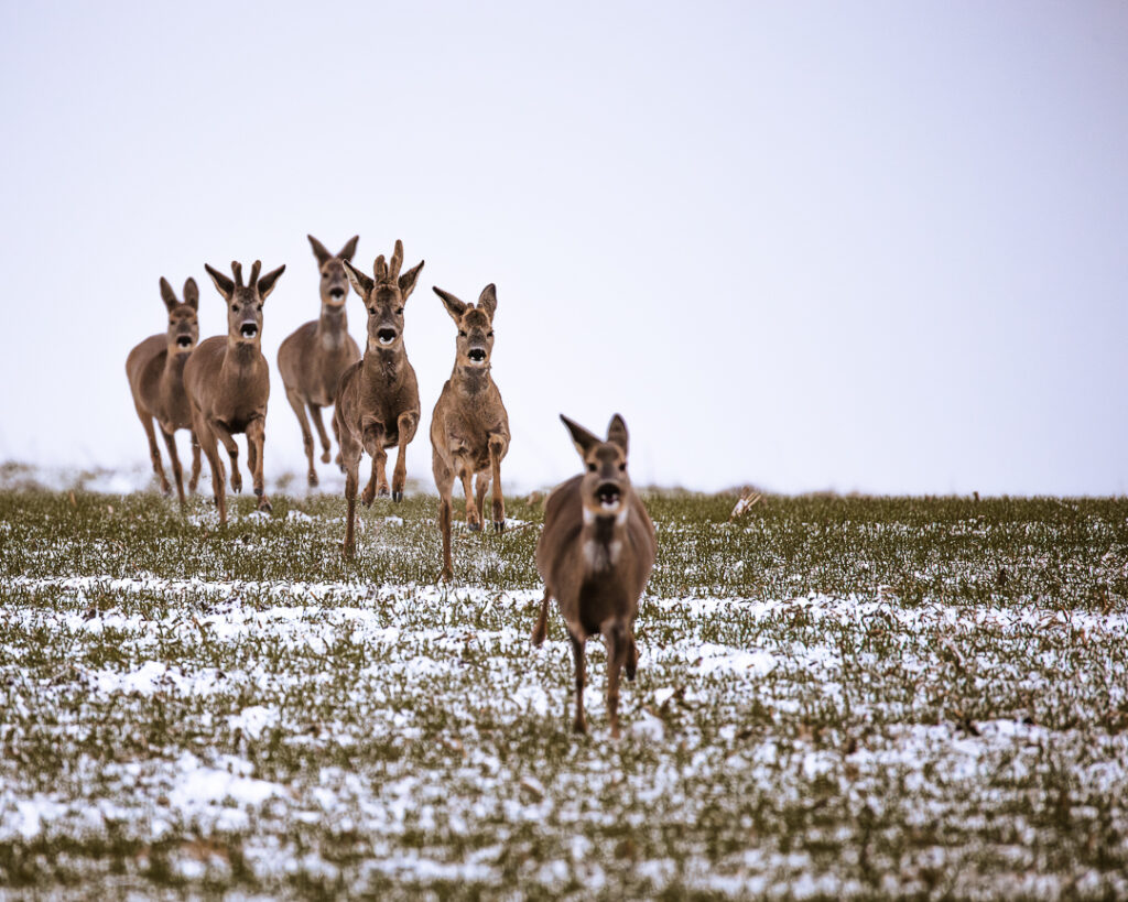 Sprung Rehe läuft im Winter frontal über ein offenes Feld und bleibt aufmerksam stehen
