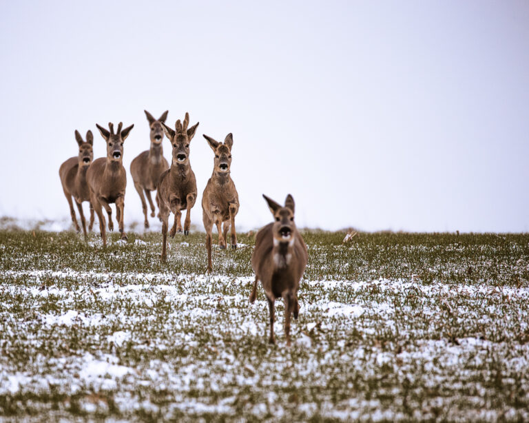 Sprung Rehe läuft im Winter frontal über ein offenes Feld und bleibt aufmerksam stehen