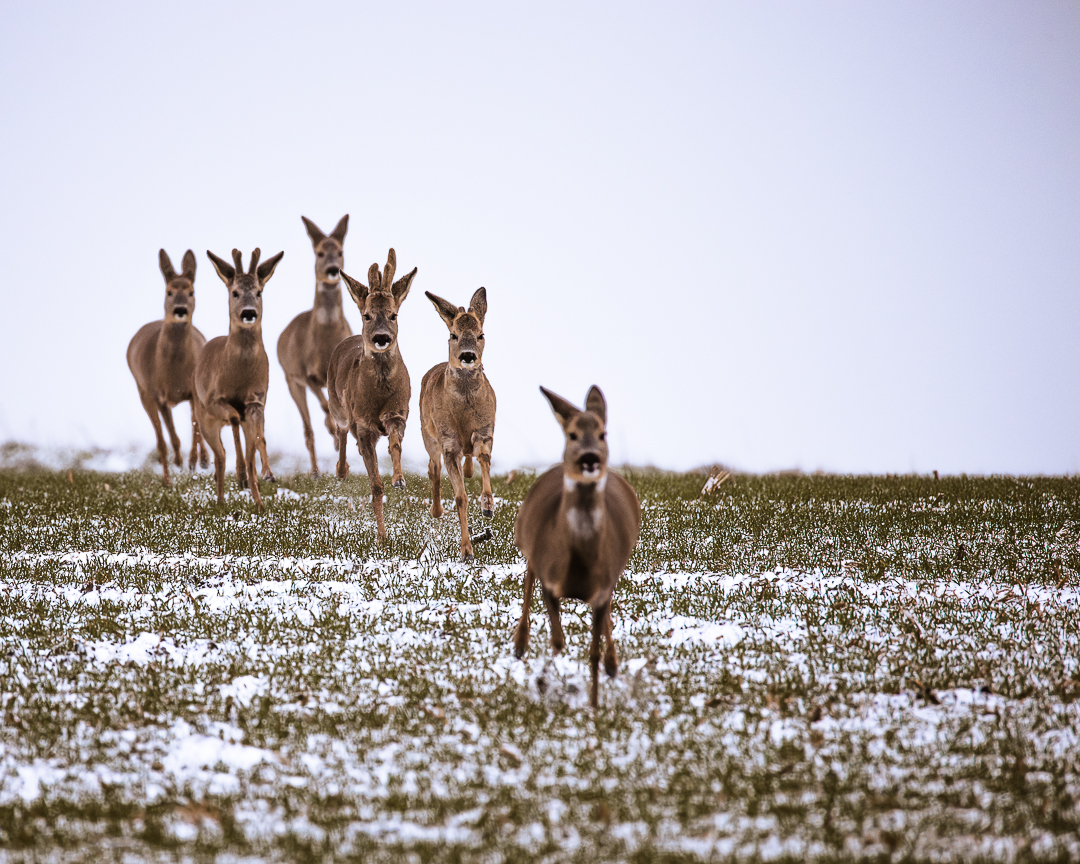 Sprung Rehe läuft im Winter frontal über ein offenes Feld und bleibt aufmerksam stehen