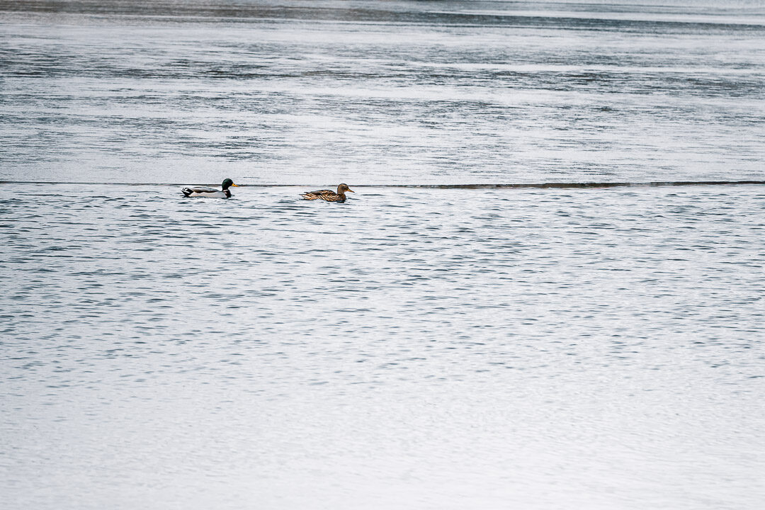 Zwei Stockenten schwimmen im Winter auf ruhigem, grauem Wasser