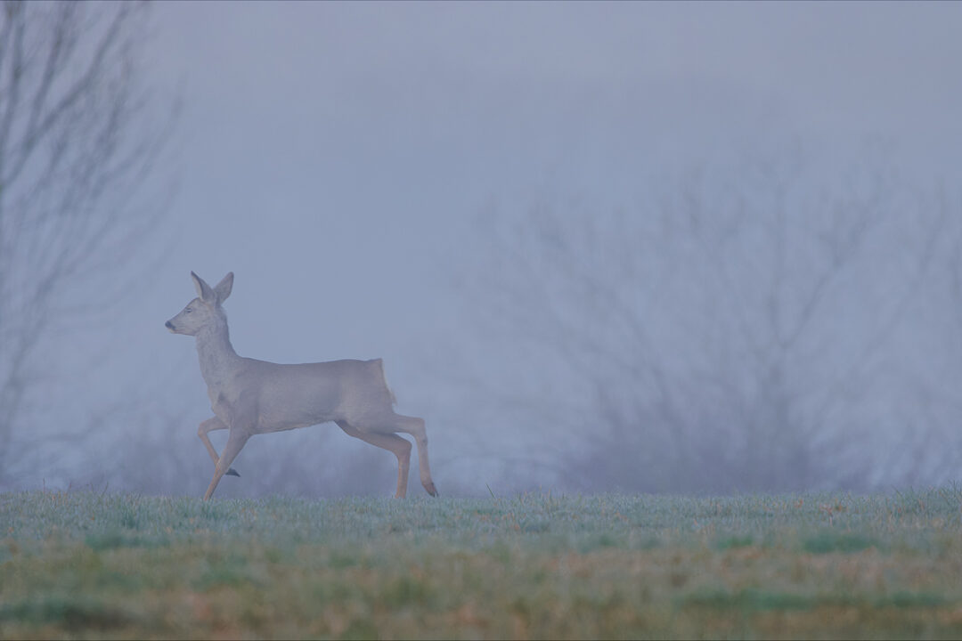 Ein einzelnes Reh steht im Winter bei Nebel auf einer offenen Wiese