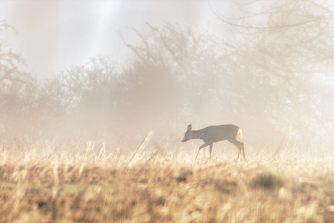 Reh äst am Wintermorgen im weichen Gegenlicht auf einer Wiese