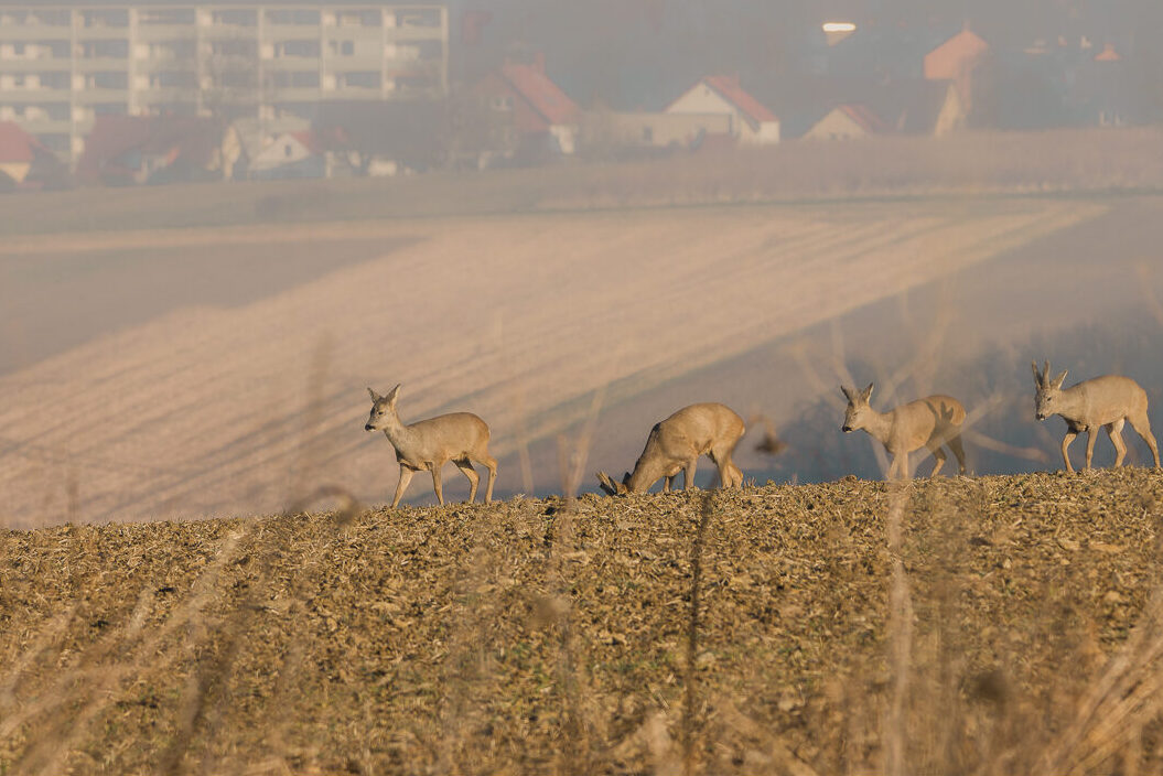 Mehrere Rehe bewegen sich im Winter über ein Feld nahe einer Ortschaft