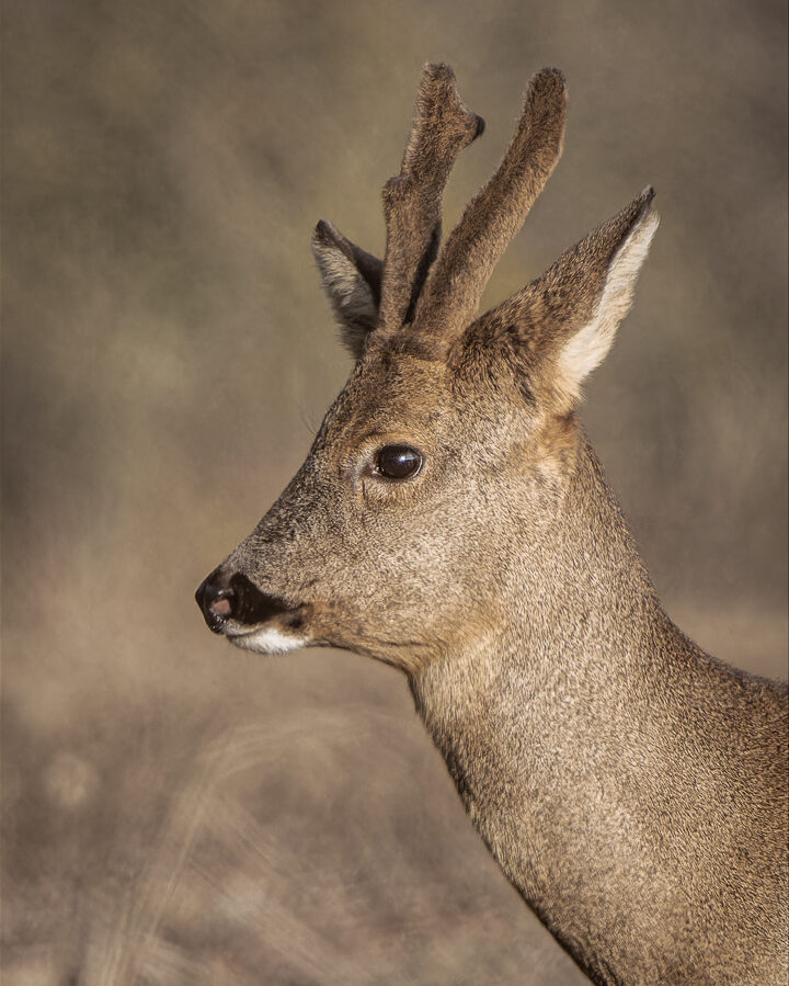 Portrait eines Rehbocks im Winterfell mit sichtbarer Fellstruktur
