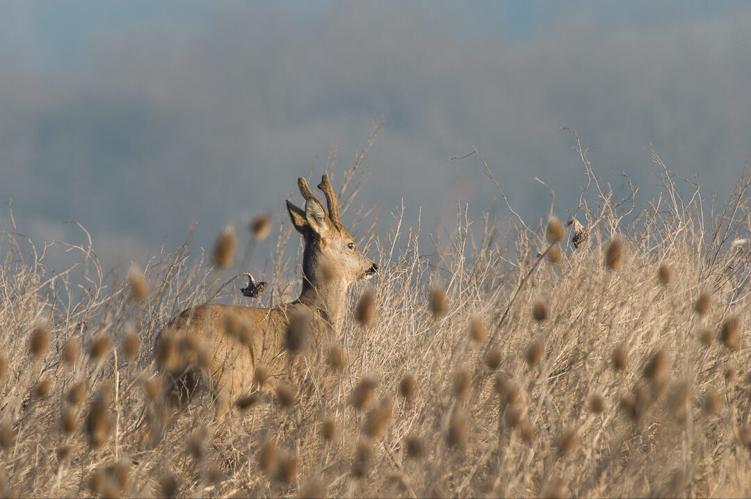 Rehbock steht im Winter zwischen hohem Gras und Disteln am Feldrand