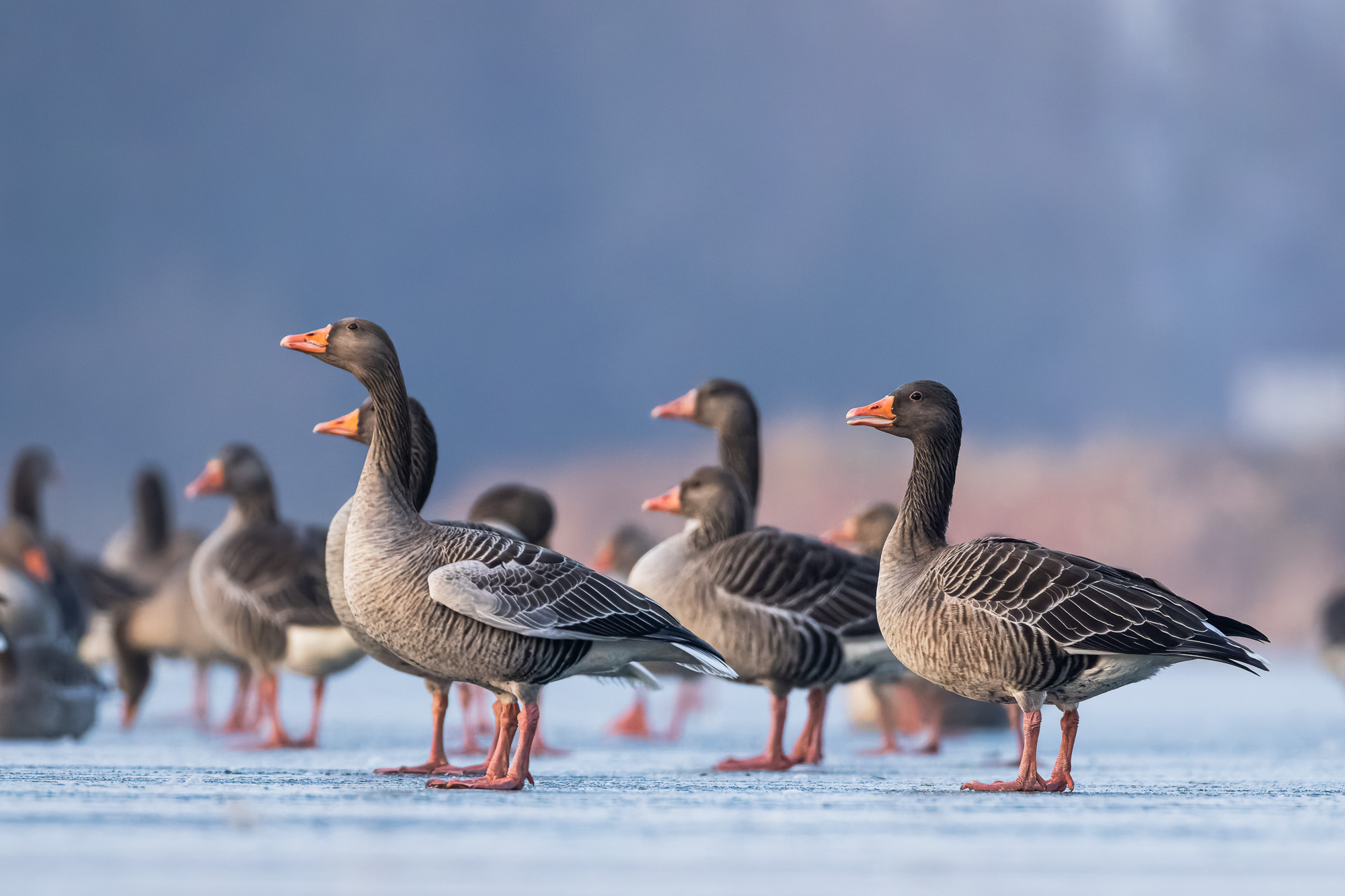 Gruppe von Graugänsen steht im Winter auf gefrorenem See