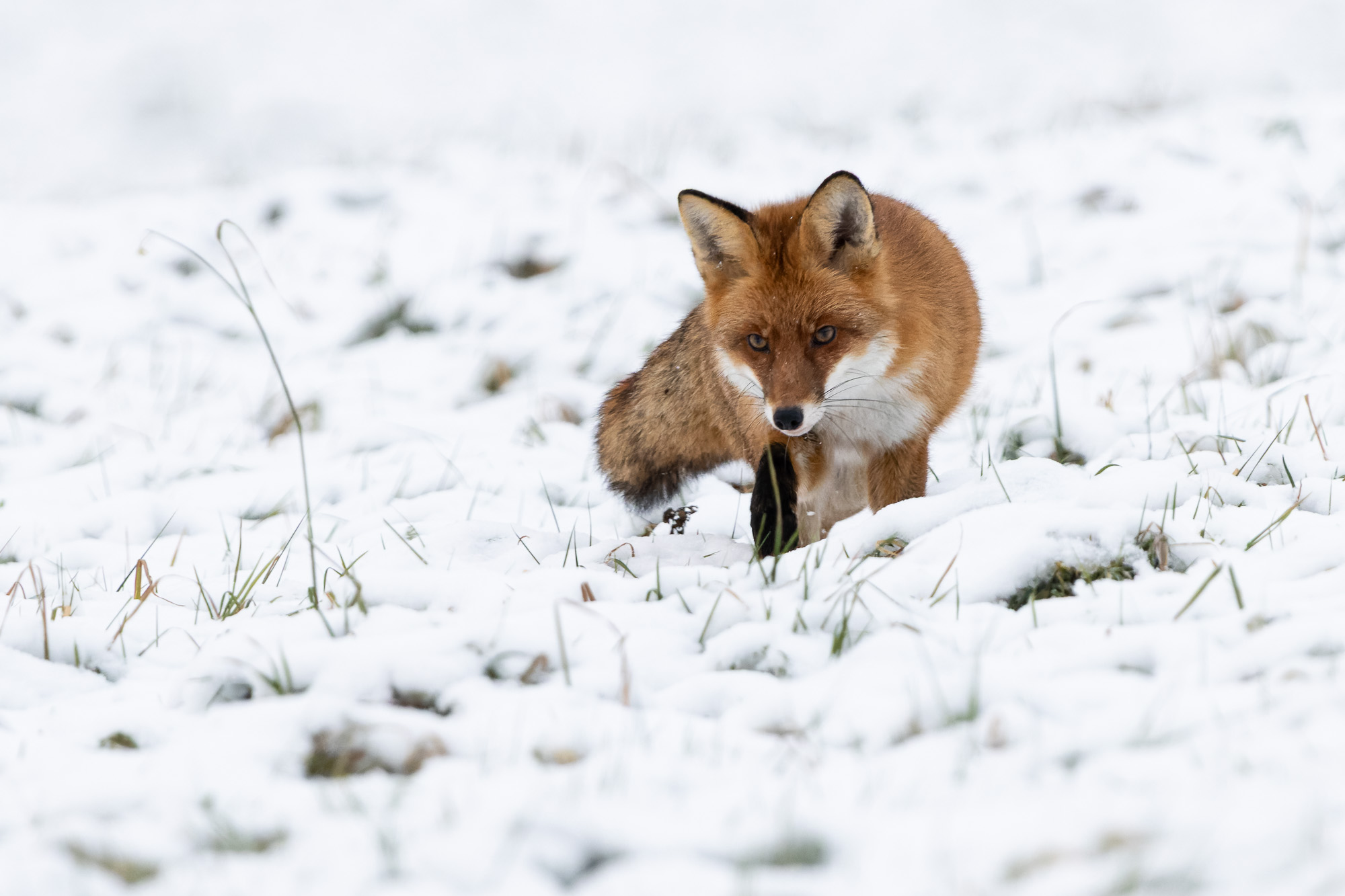 Rotfuchs läuft aufmerksam durch eine verschneite Wiese im Winter