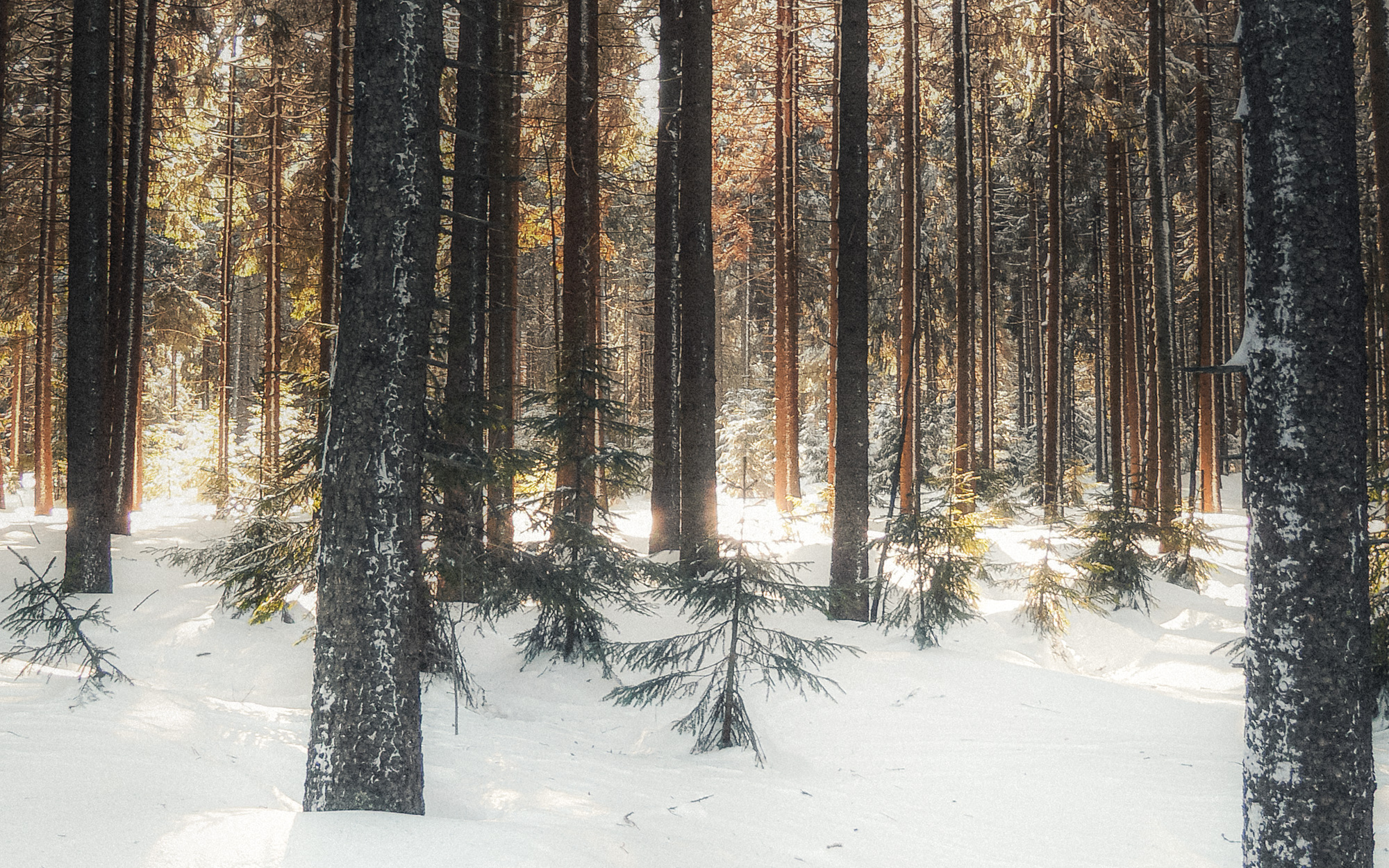 Winterwald im Morgenlicht – stimmungsvolle Winterfotografie