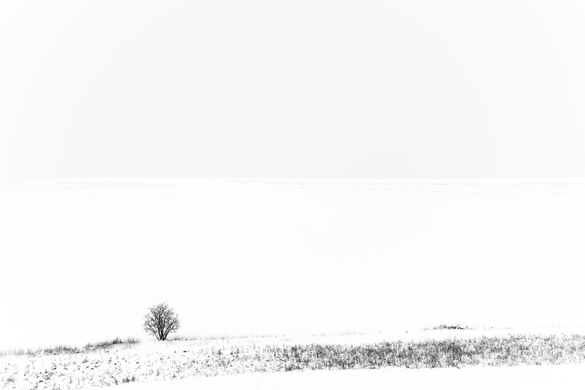 Ein kleiner einzelner Baum steht in einer nahezu leeren weißen Winterlandschaft mit kaum sichtbarem Horizont.