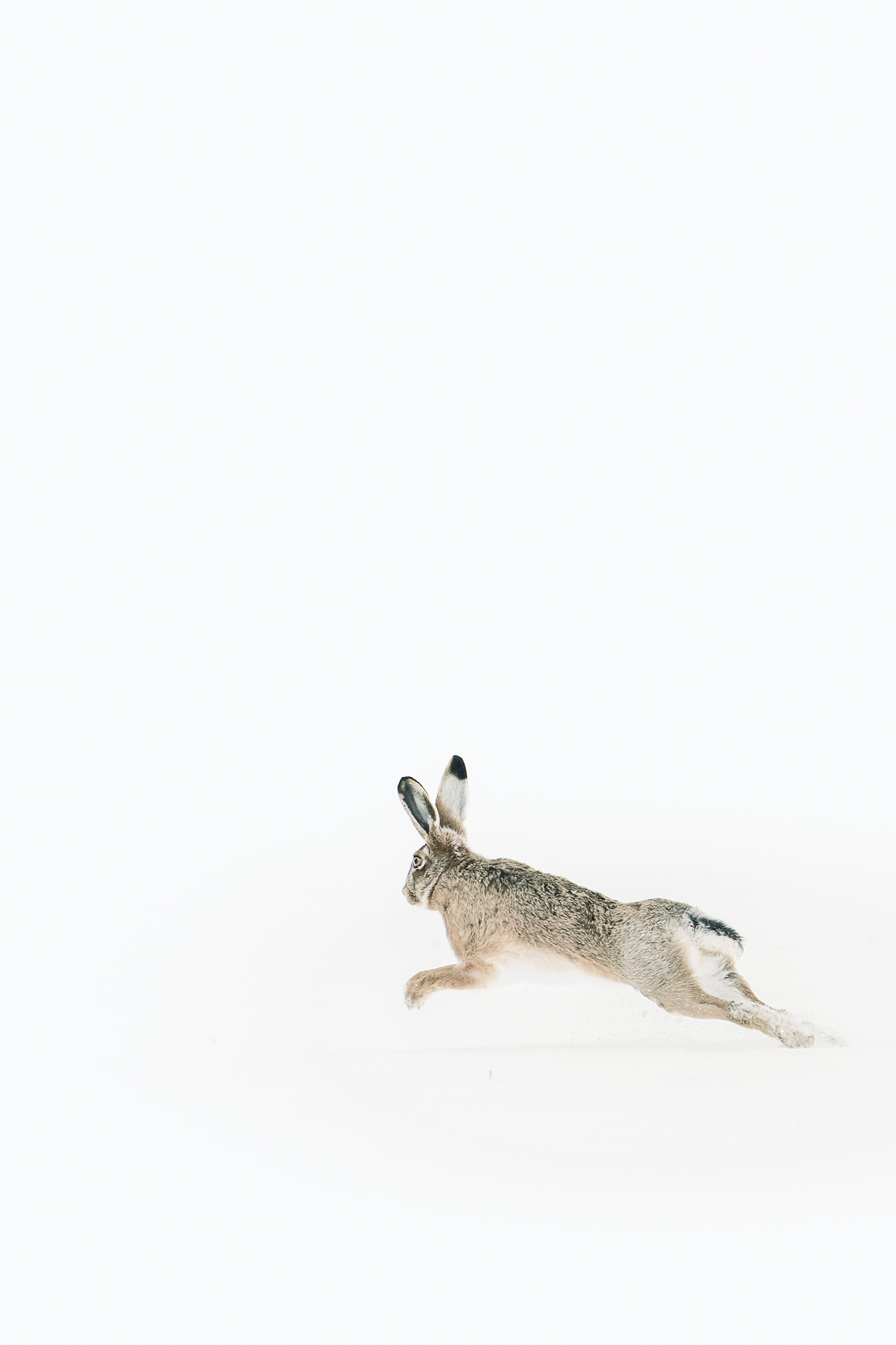 Feldhase im Schnee – minimalistische Wildlife-Szene mit viel Weißraum