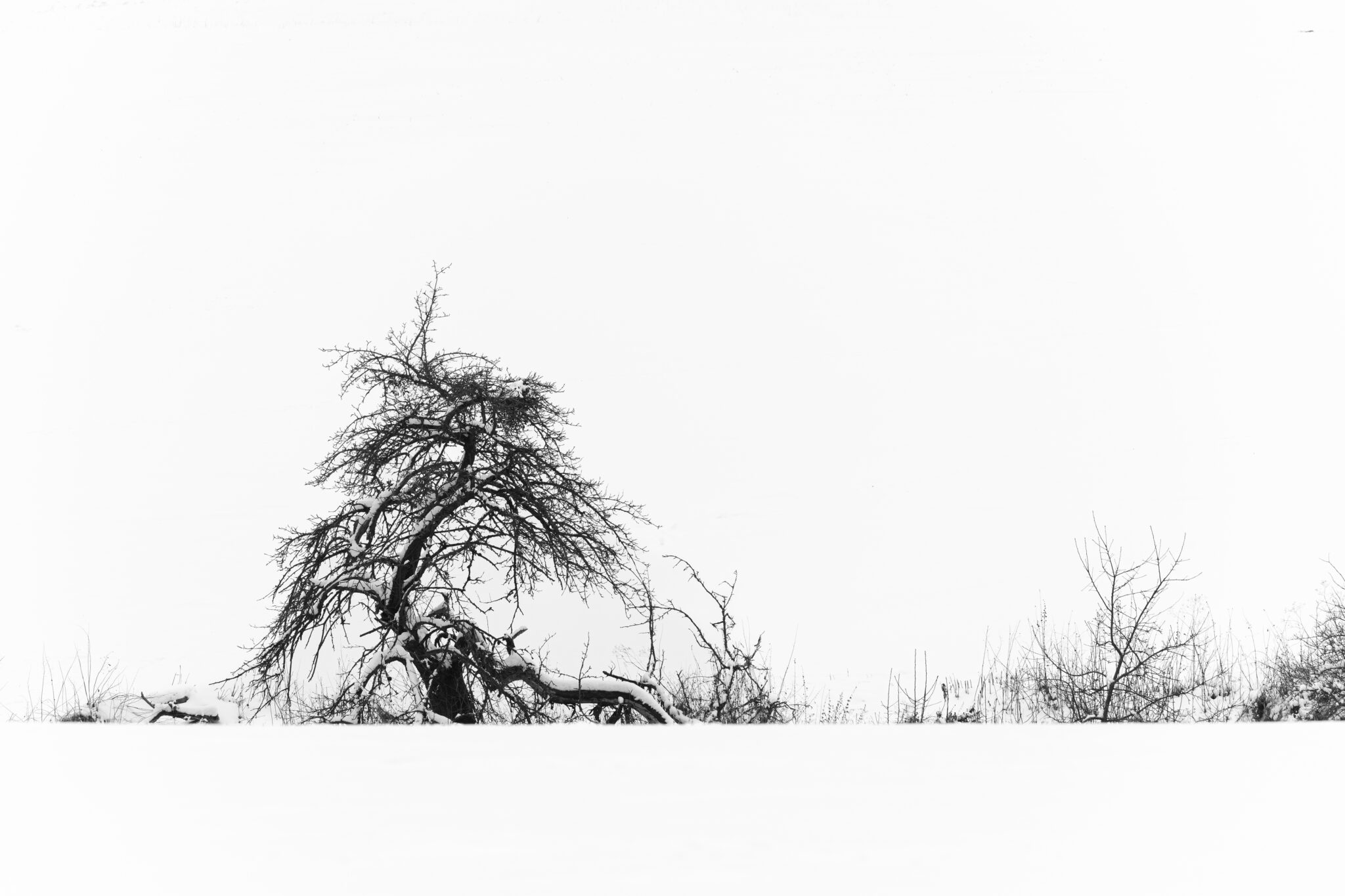 Ein gebogener kahler Baum hebt sich als dunkle Gestalt von einer hellen verschneiten Winterlandschaft ab.