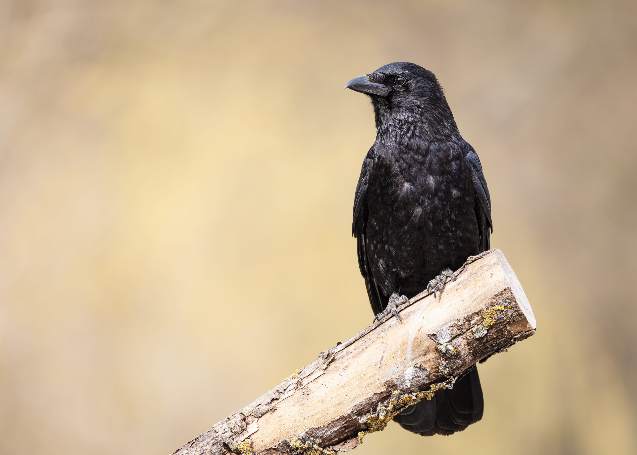 Krähenportrait auf Ast als Wildlife-Fotografie von Nicolette Wollentin
