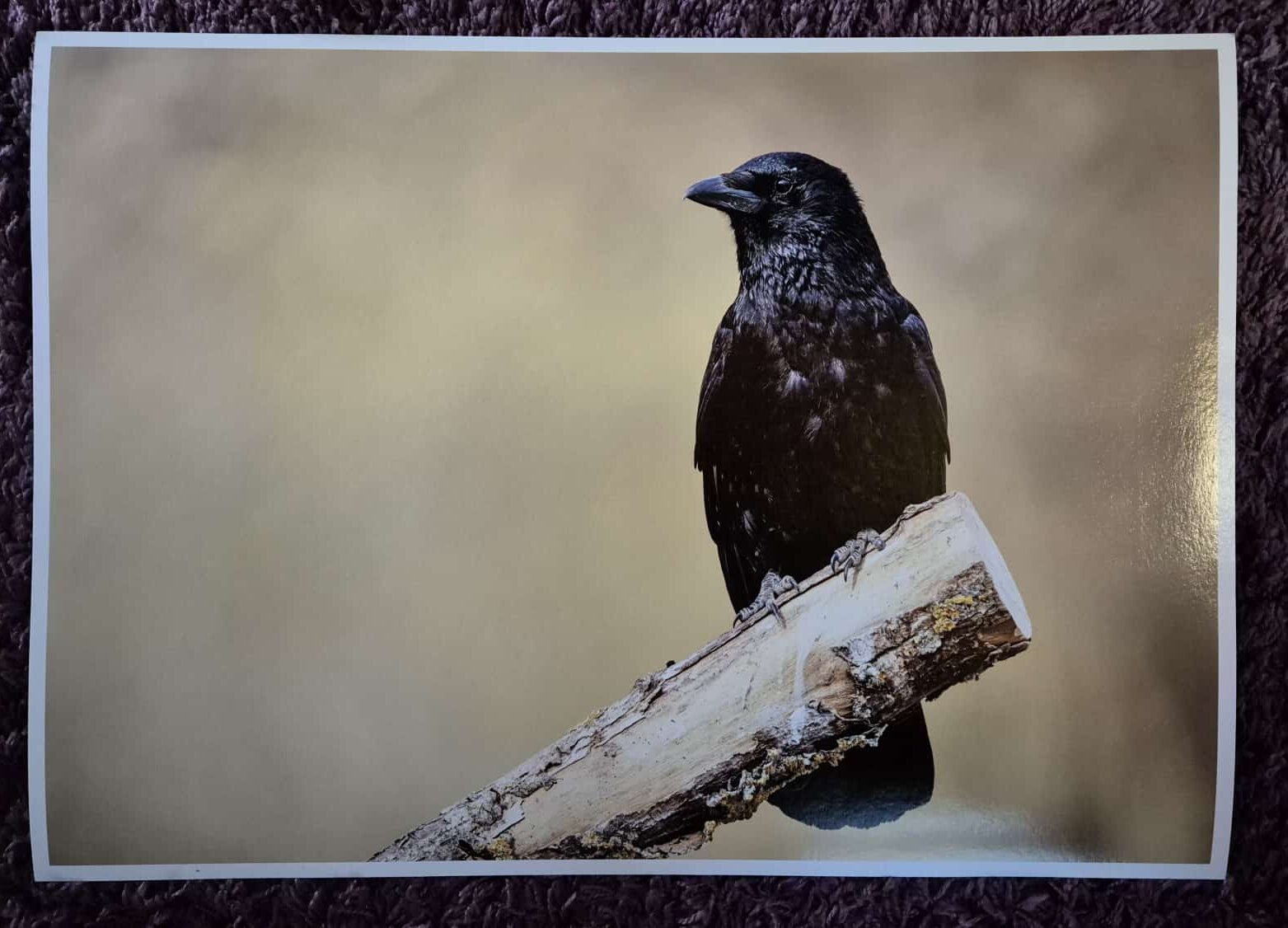 Gedrucktes Krähenportrait als Wandbild