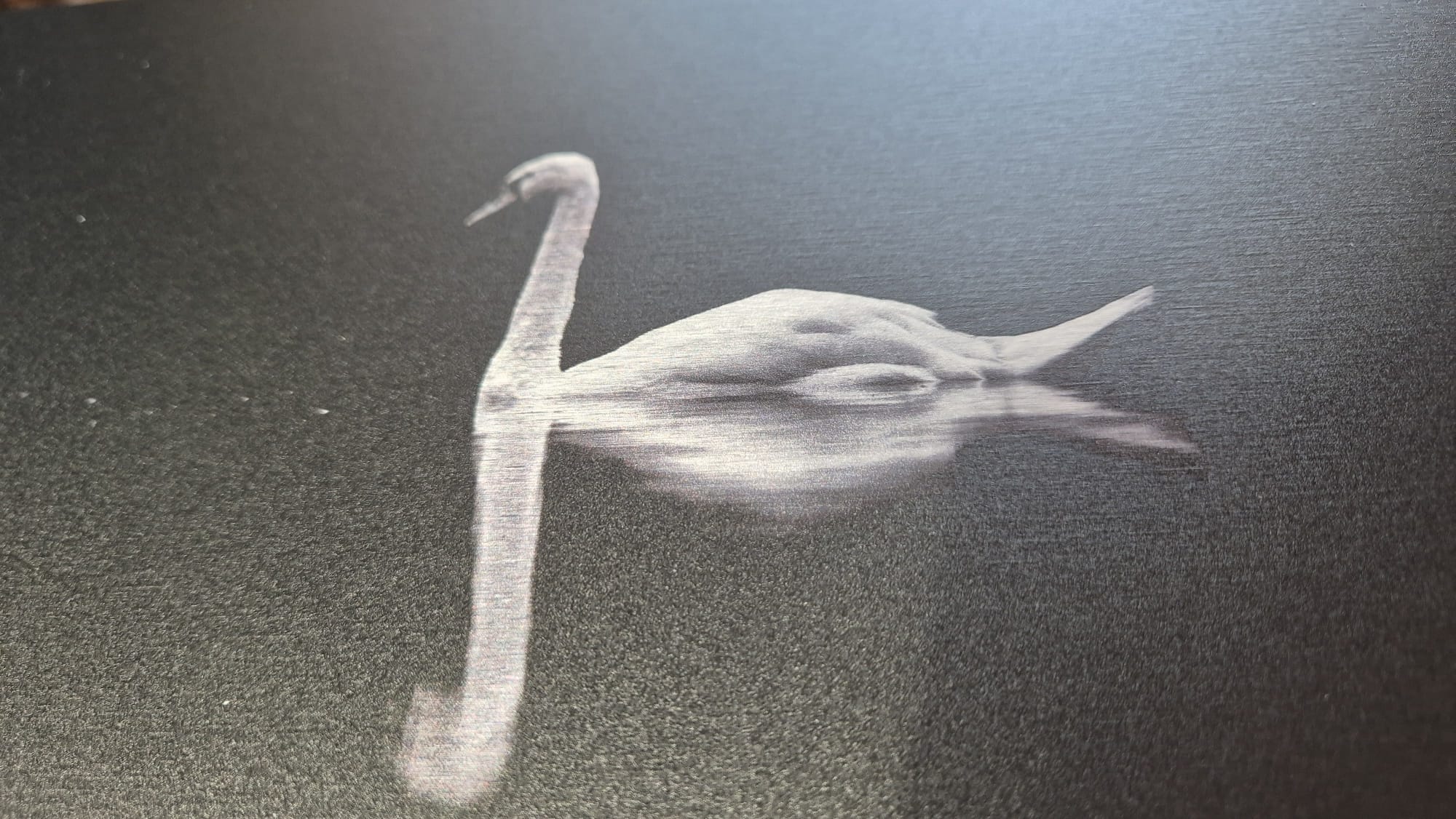 Minimalistische Schwanenfotografie als Wandbild auf Alu gebürstet
