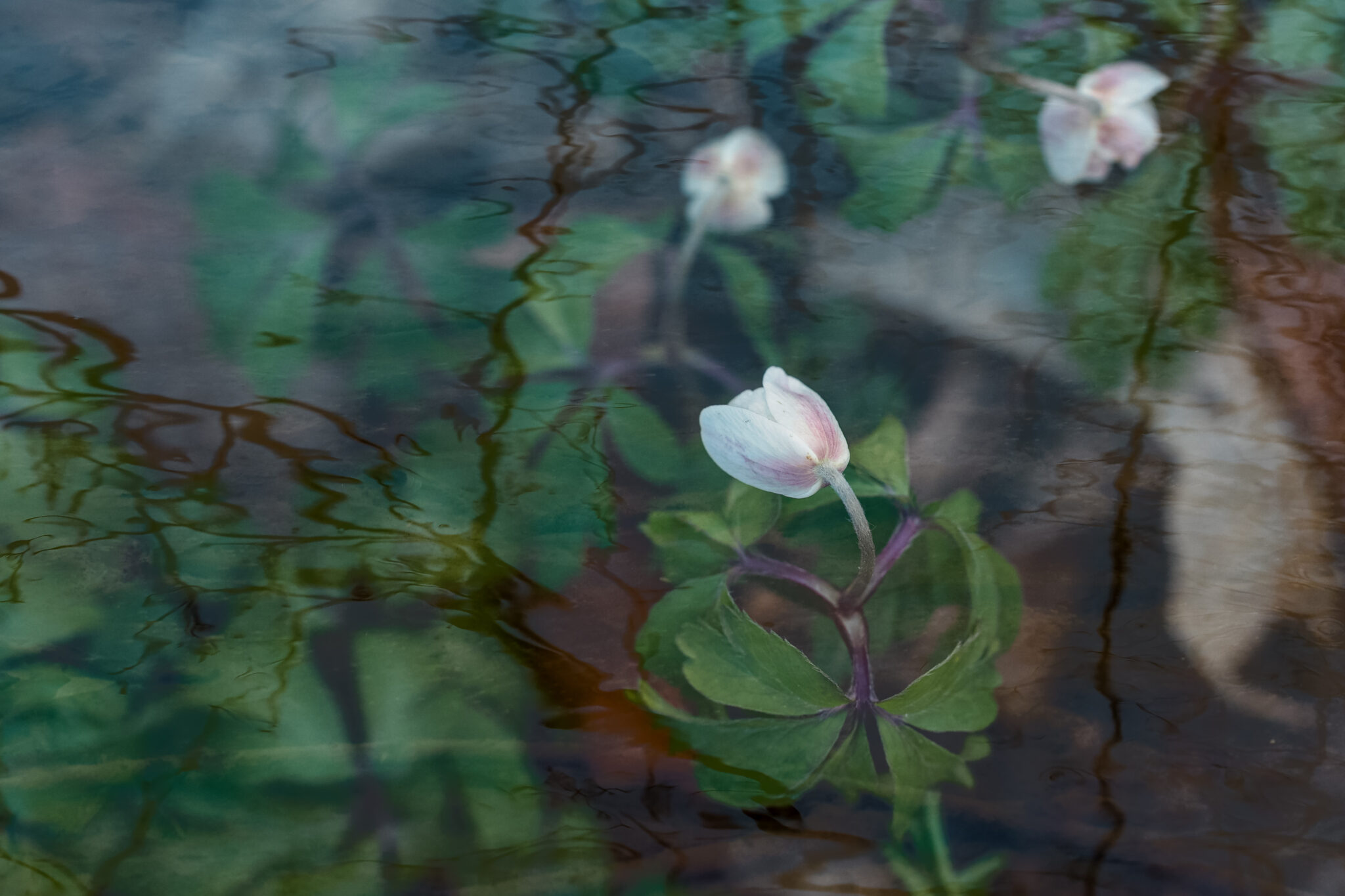 Helle Wasserblüte über einem Teich mit grün-blauen Spiegelungen und weich verzerrten Pflanzenstrukturen.