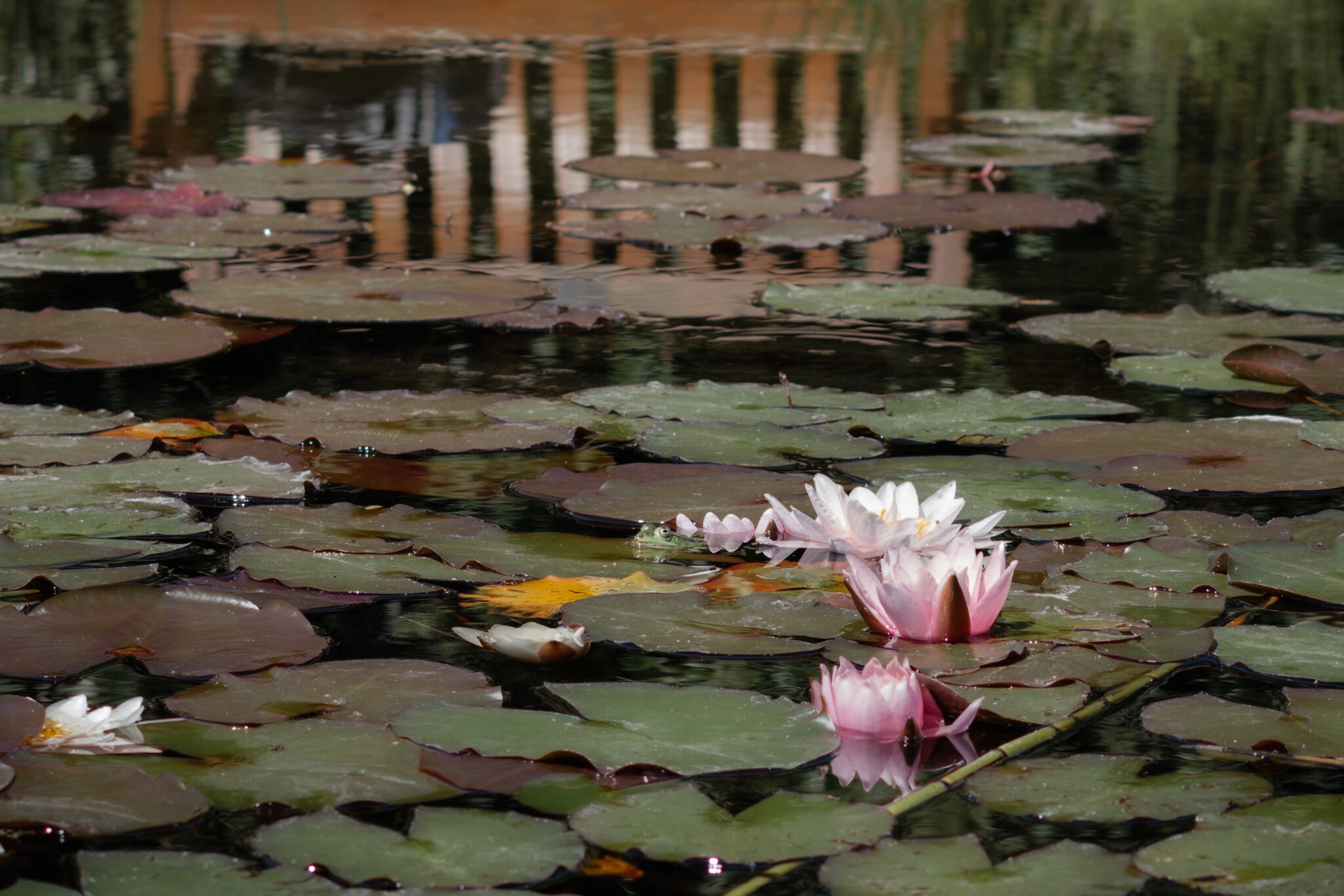 Rosa Seerosen auf einem Teich zwischen dunklen Schwimmblättern und Spiegelungen im Wasser.