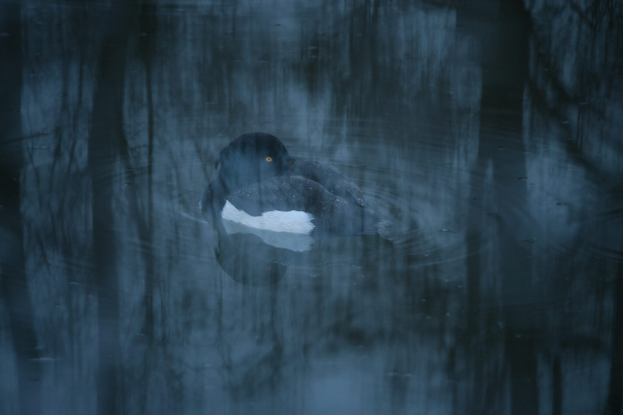 Reiherente mit weißer Flanke und orangefarbenem Auge in einer tiefblauen, spiegelnden Wasserfläche.