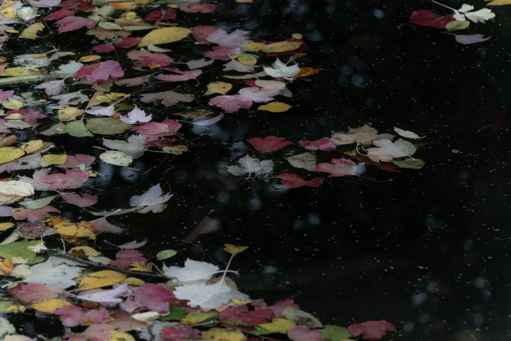 Herbstlich gefärbte Blätter auf dunkler Wasseroberfläche mit tiefen Spiegelungen und einzelnen Lichtpunkten.