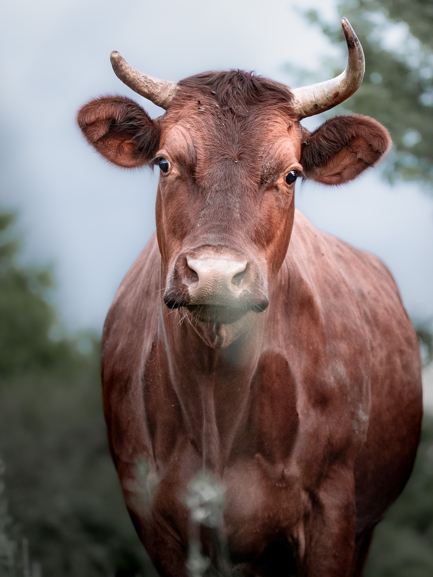 Rehbock steht im Winter zwischen hohem Gras und Disteln am Feldrand