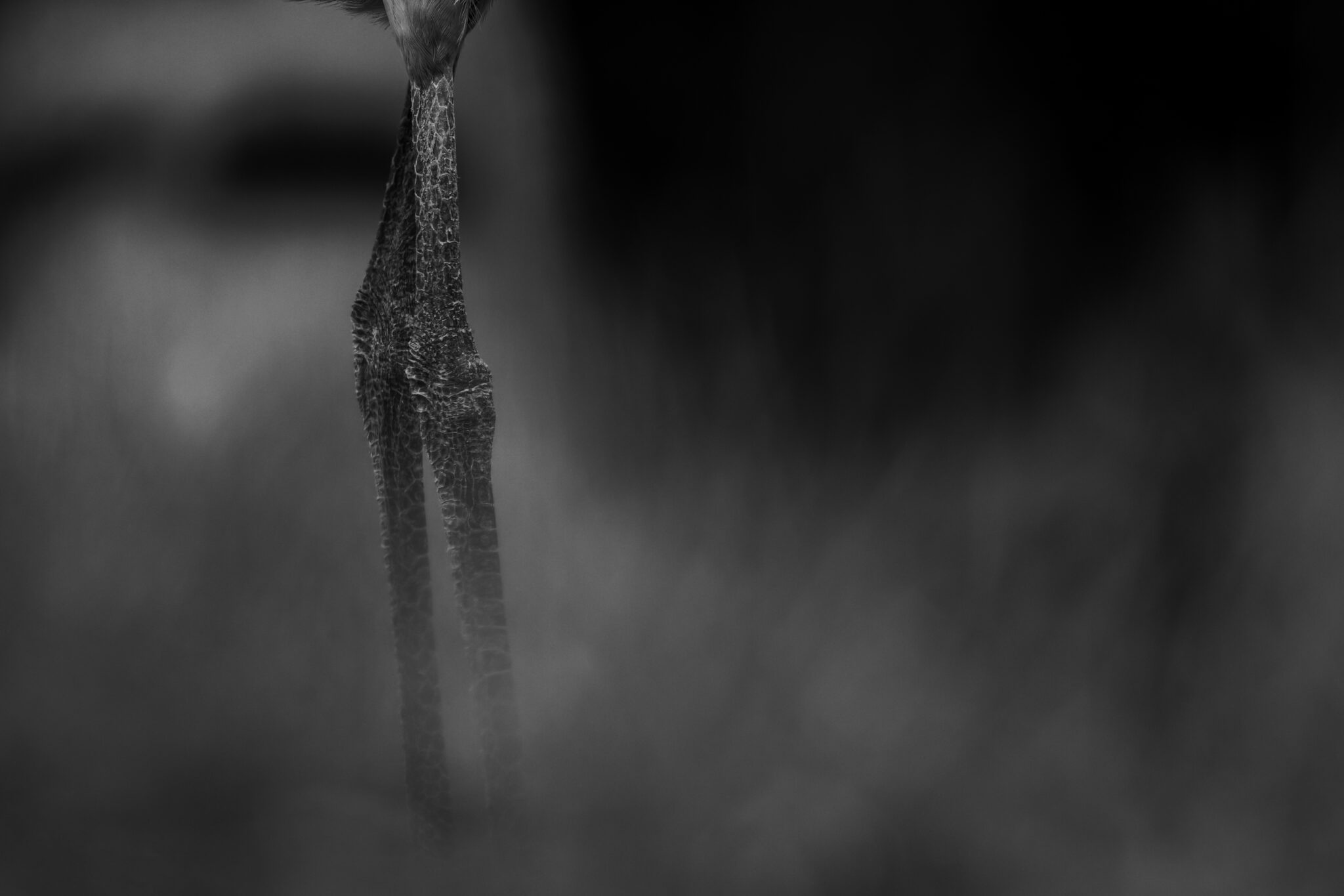 Minimalistische Schwarzweißaufnahme der Beine eines Graureihers im hellen Nebel, reduziert auf Haltung, Form und feine Strukturen.