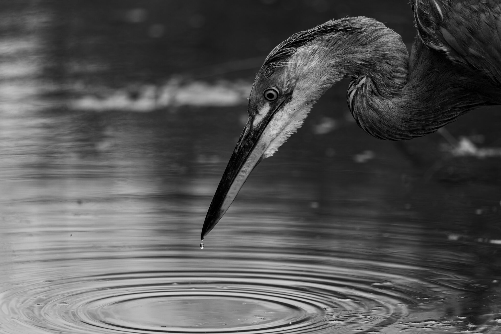 Schwarzweißaufnahme eines Graureiherschnabels über konzentrischen Wellenringen, an dessen Spitze ein Wassertropfen hängt.