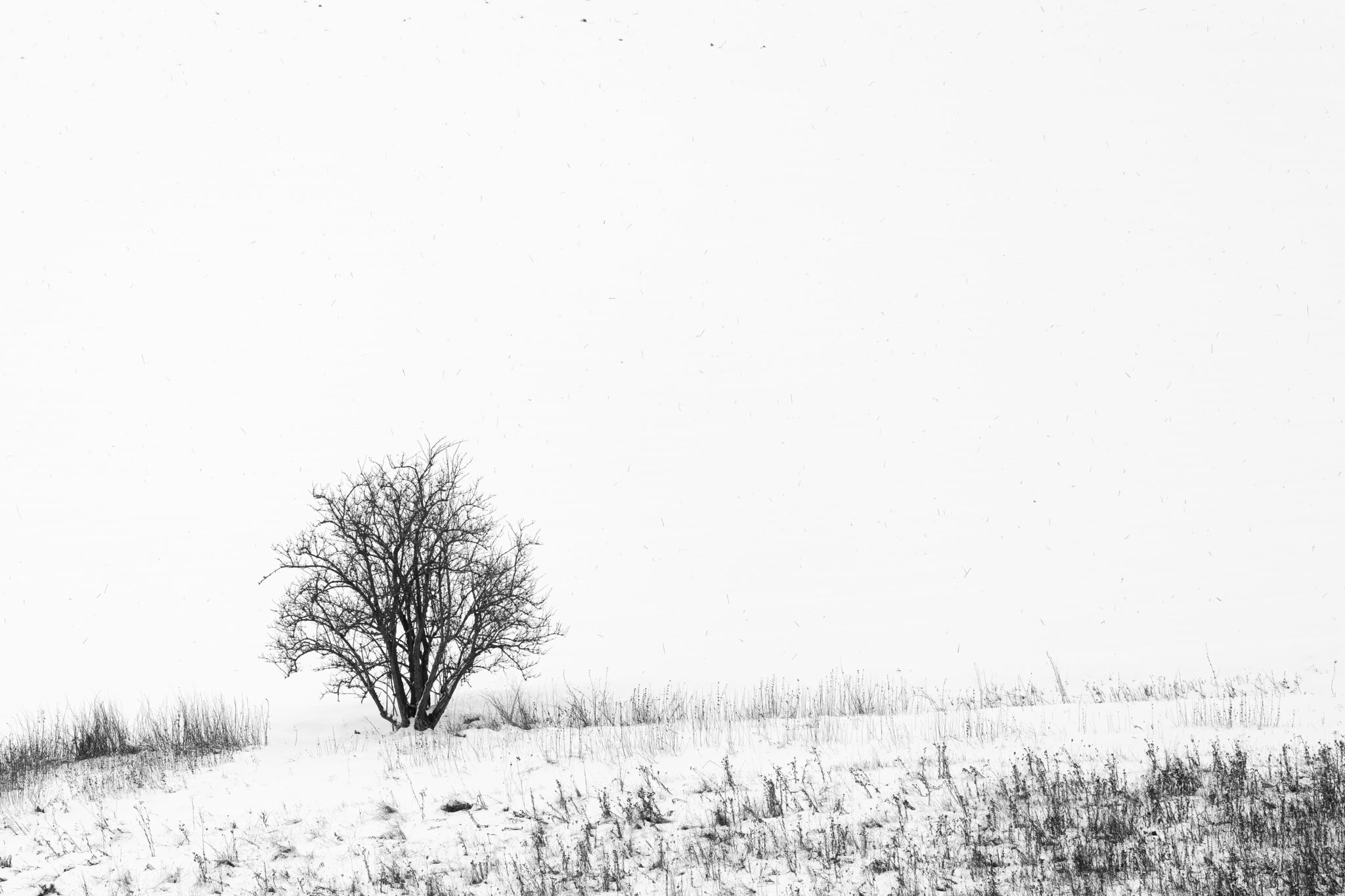 Kahler Einzelbaum im Schneetreiben vor einer fast vollständig weißen Winterlandschaft.