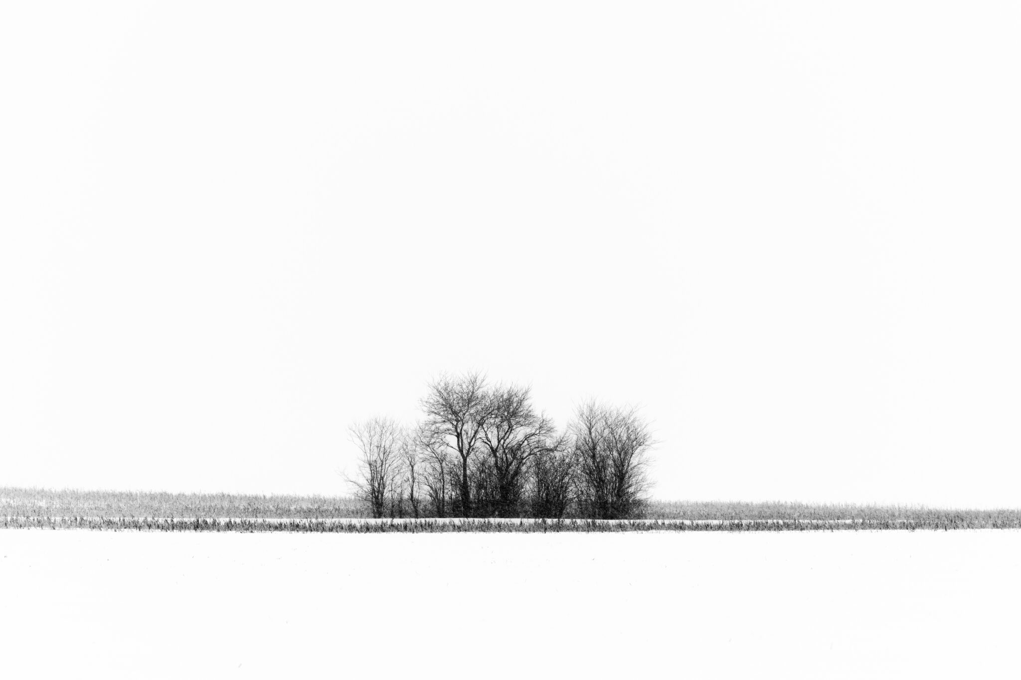 Dunkle Baumgruppe am fernen Horizont einer reduzierten verschneiten Landschaft in Schwarzweiß.