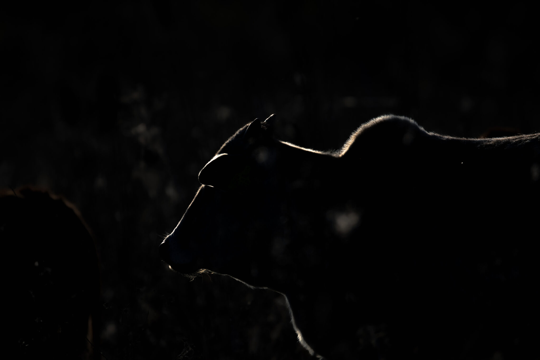 Mehrere Rinder im tief stehenden Gegenlicht, deren dunkle Silhouetten von schmalen Lichtlinien entlang der Körperkonturen gezeichnet werden.