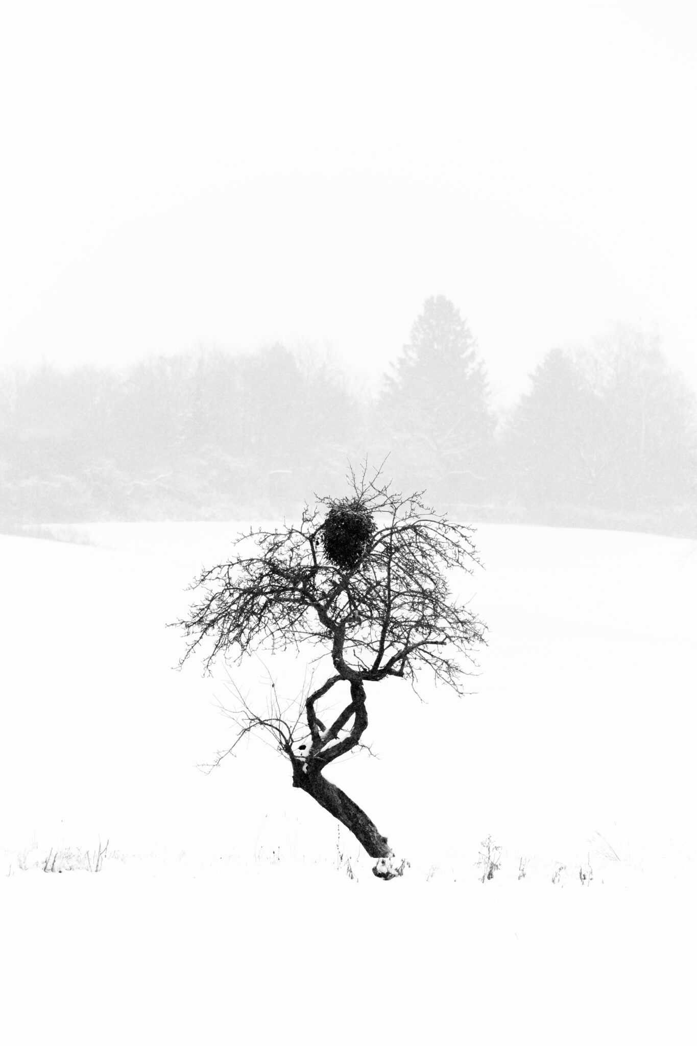 Ein gebogener Winterbaum mit Mistel steht als dunkle Silhouette in einer hellen verschneiten Landschaft.