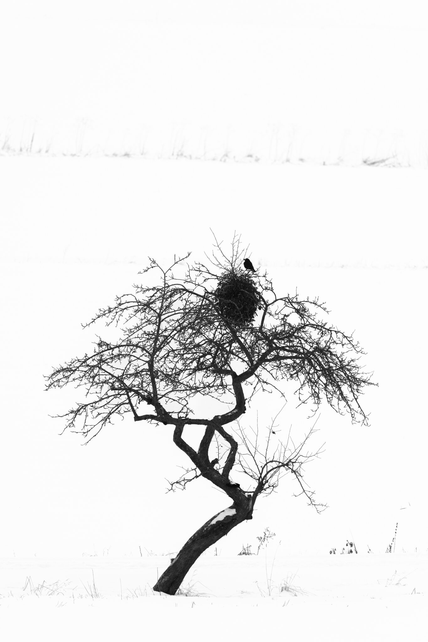 Ein kleiner Vogel sitzt in einem kahlen Winterbaum, umgeben von einer fast weißen Schneelandschaft.