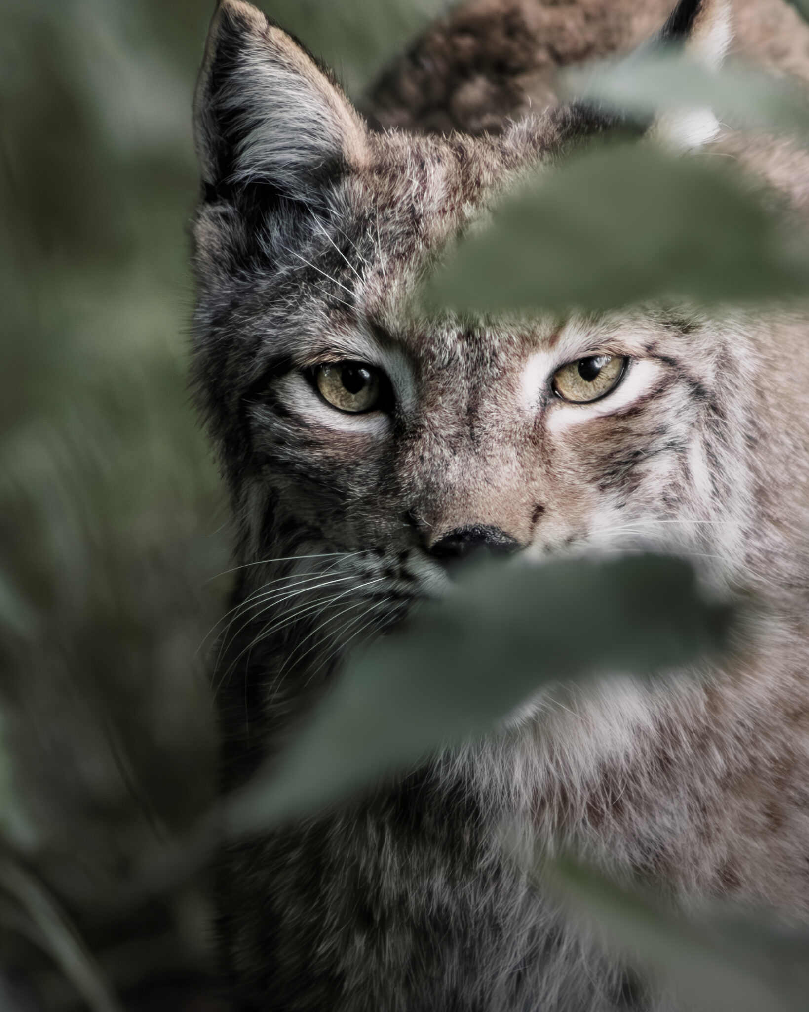 Luchs im nahen Porträt, teilweise von unscharfem Blattwerk verdeckt und mit direktem Blick zur Kamera.
