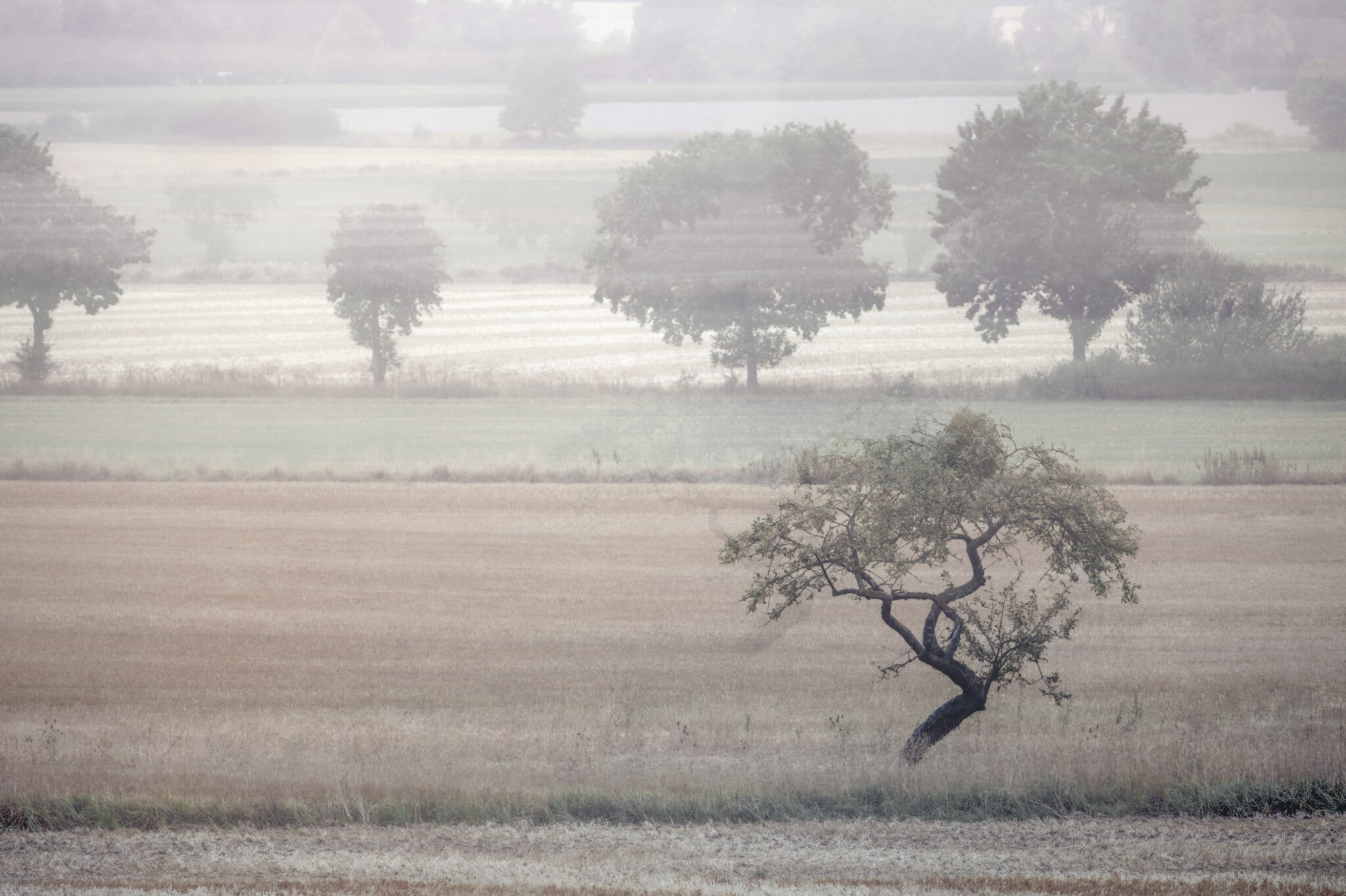 Gebogener Baum vor überlagerten Baumreihen und horizontalen Feldstrukturen, gestaltet mit ICM und Doppelbelichtung.