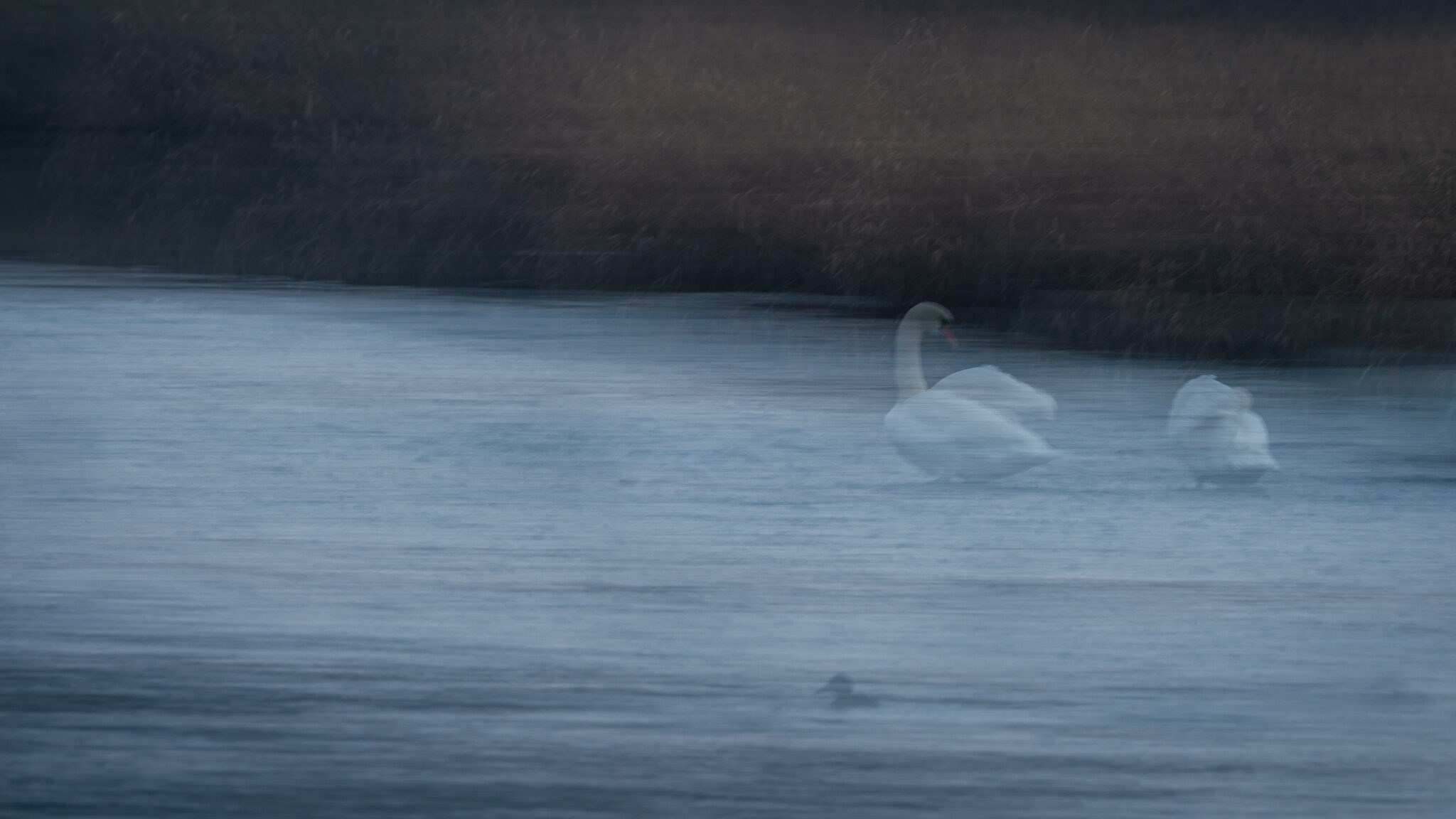 Zwei Schwäne auf blaugrauem Wasser, durch bewusste Bewegungsunschärfe weich und fließend dargestellt.