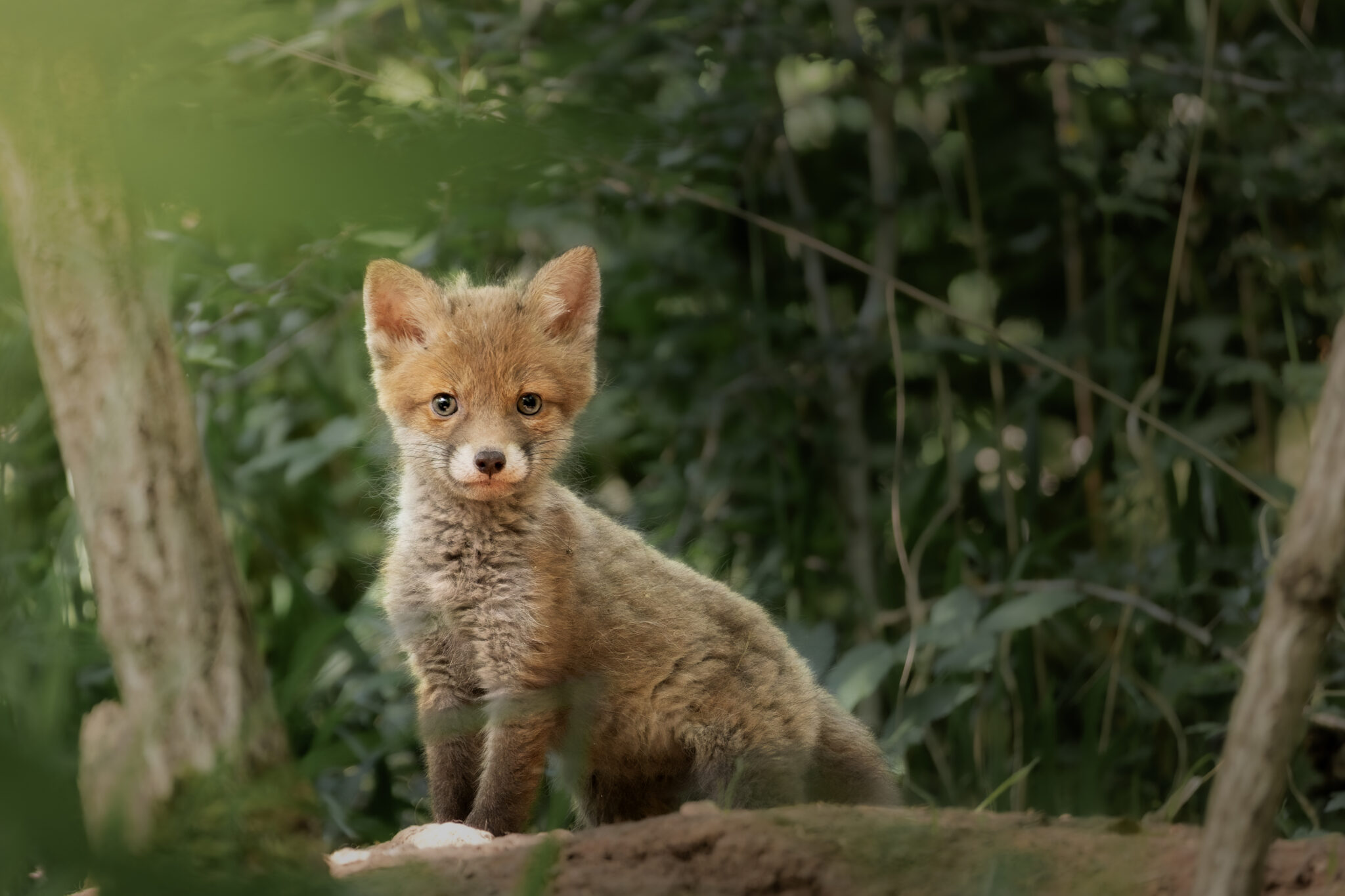 Junger Rotfuchs neben einem Baumstamm im Wald, der ruhig und aufmerksam in Richtung Kamera schaut.
