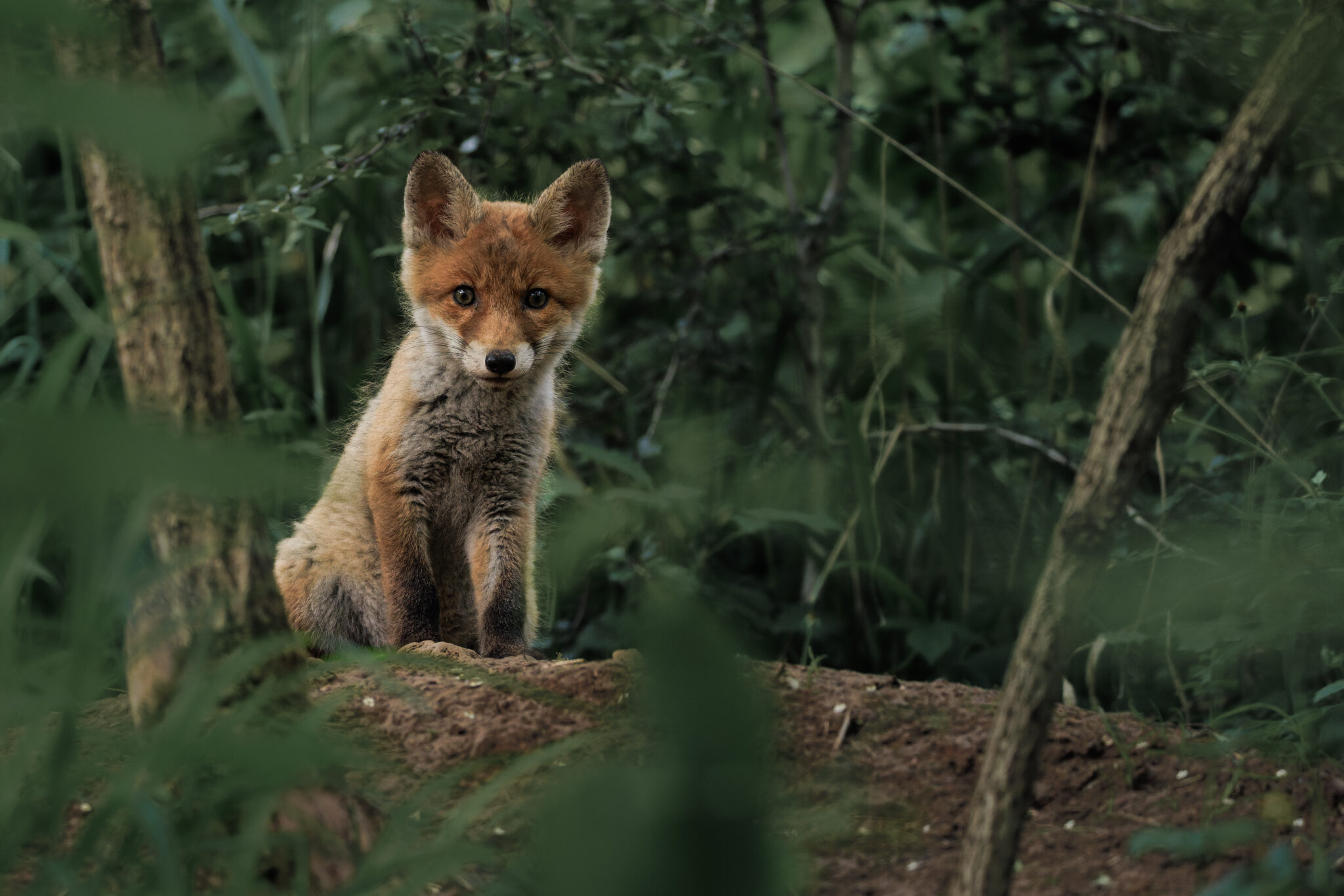Junger Rotfuchs im grünen Wald, teilweise von unscharfer Vegetation eingerahmt und aufmerksam in die Kamera blickend.