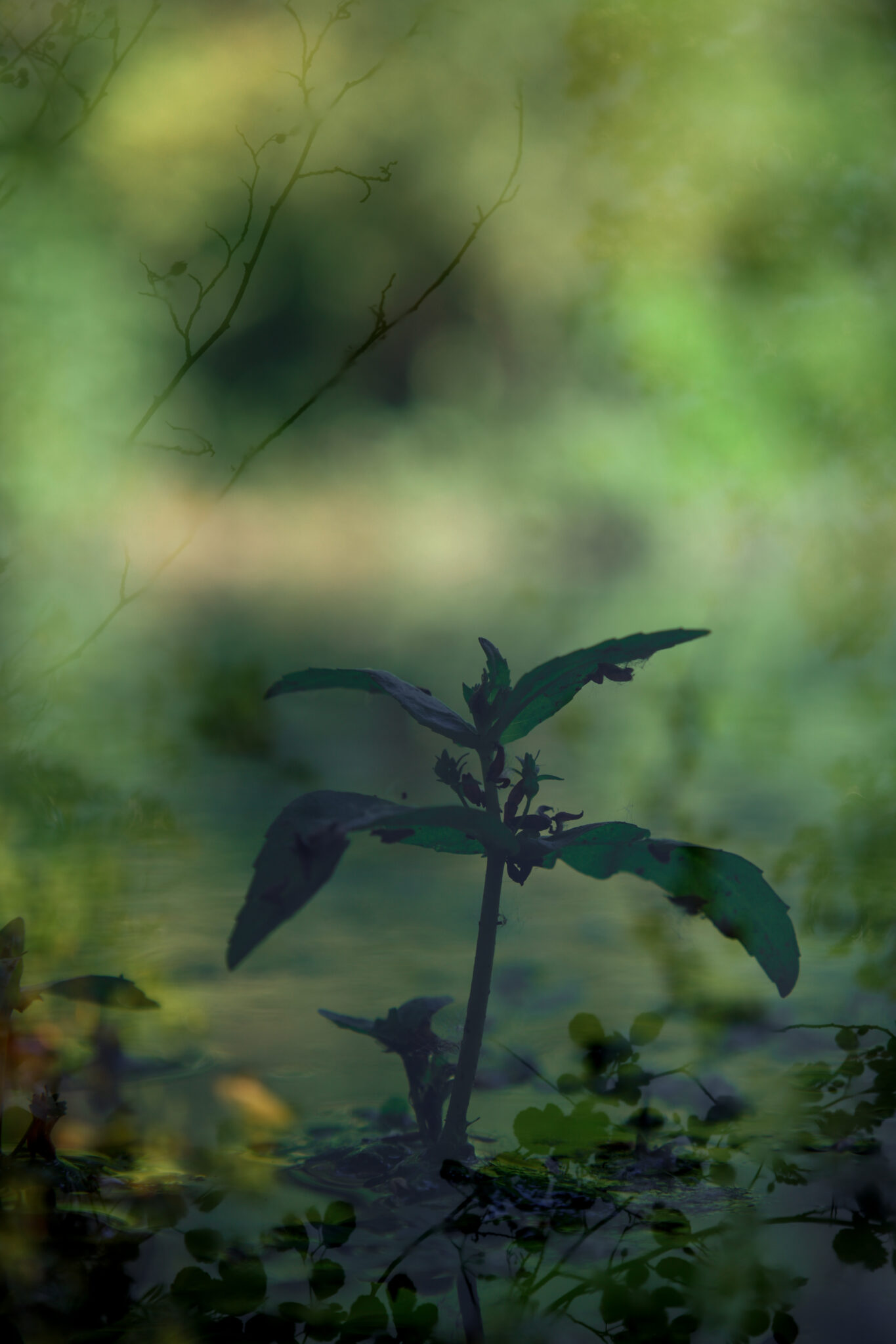 Einzelne Wasserpflanze vor weich verschwommenen grünen Spiegelungen, eingerahmt von feinen Zweigen.