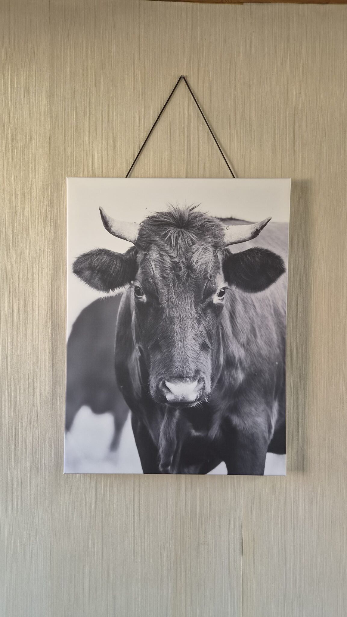 Leinwandbild an der Wand hängend mit einem Portrait eines Rindes von Nicolette Wollentin