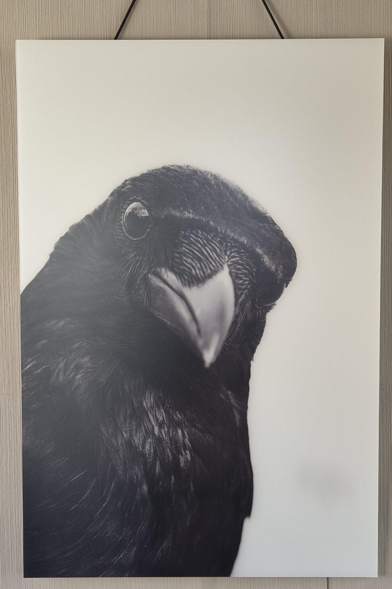 Gallery Print an der Wand hängend mit einem Portrait einer Krähe von Nicolette Wollentin