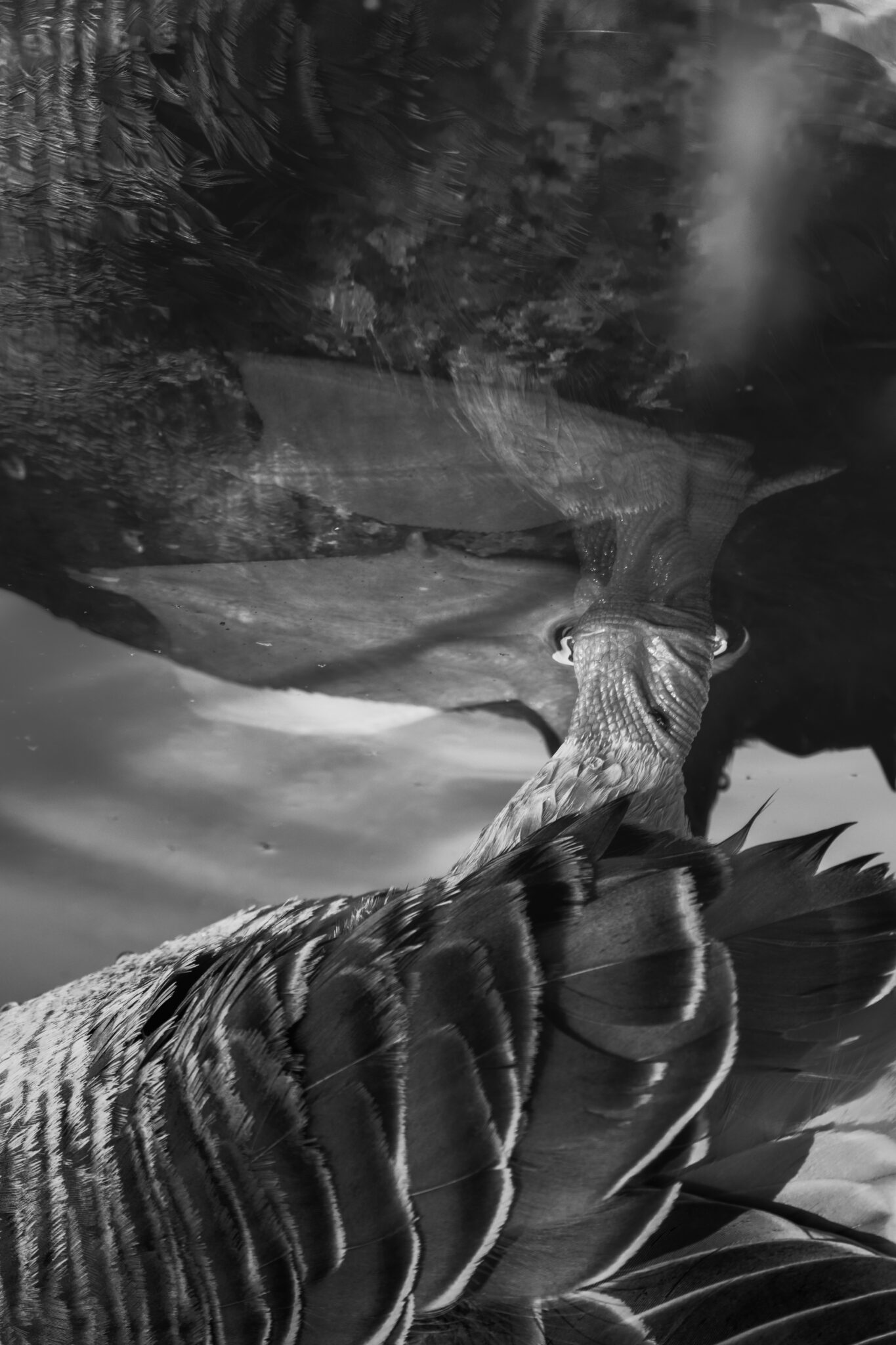 Schwarzweißfotografie eines Wasservogels mit Spiegelung und angeschnittenem Körper – Suspended