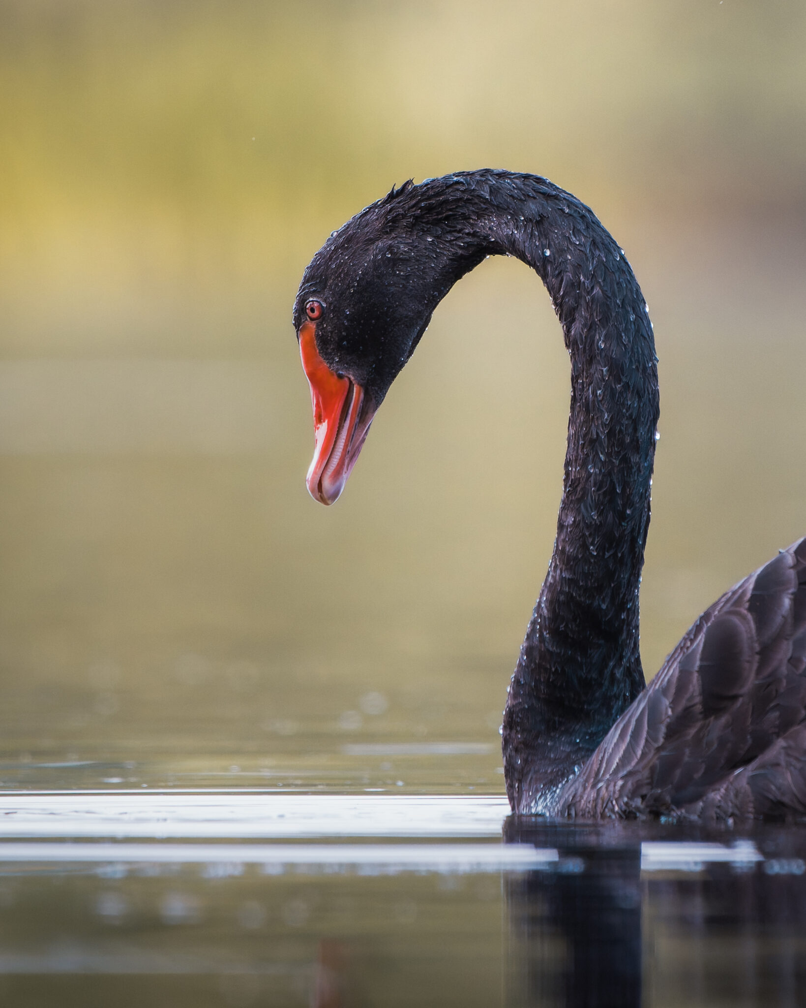 Schwarzer Schwan mit gebogenem Hals auf ruhigem Wasser – Black Arc